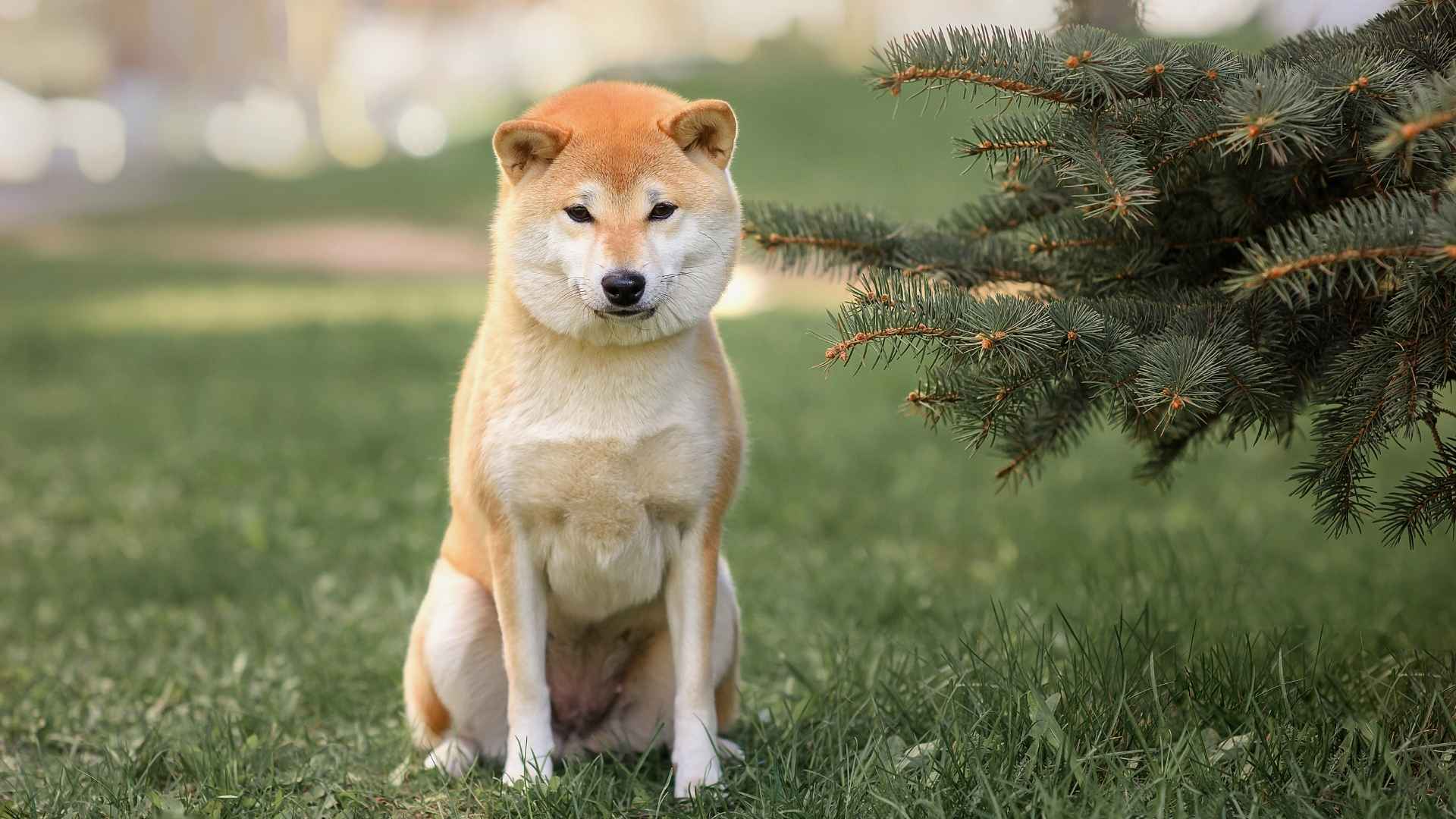 7 Healthy Dog Breeds With Strong Bonds