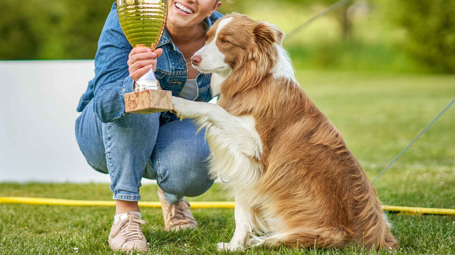 7 Intelligent Dog Breeds Proven Winners That Show Incredible Intelligence
