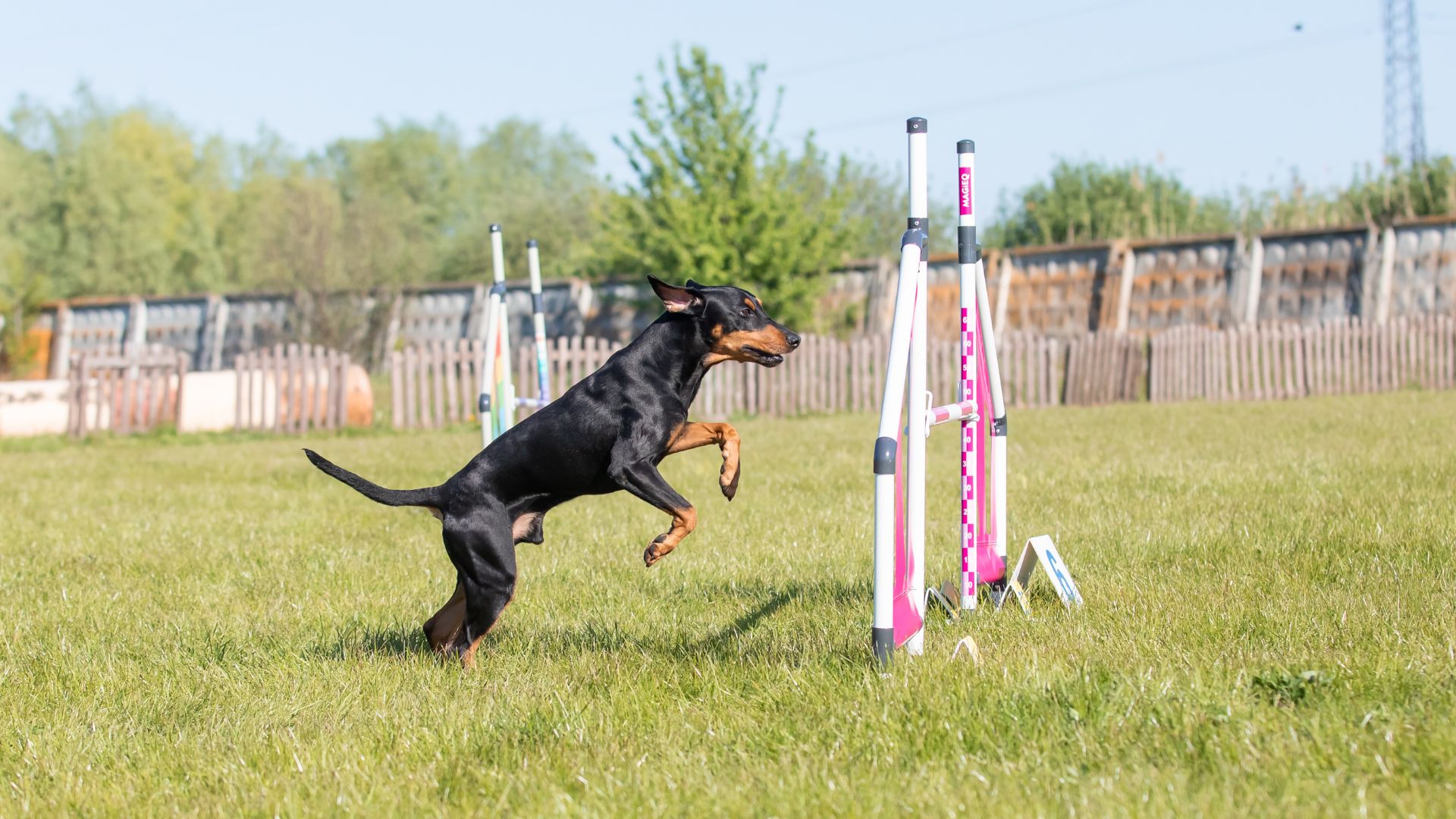 7 Intelligent Dog Breeds that Impress Every Time Without Even Trying