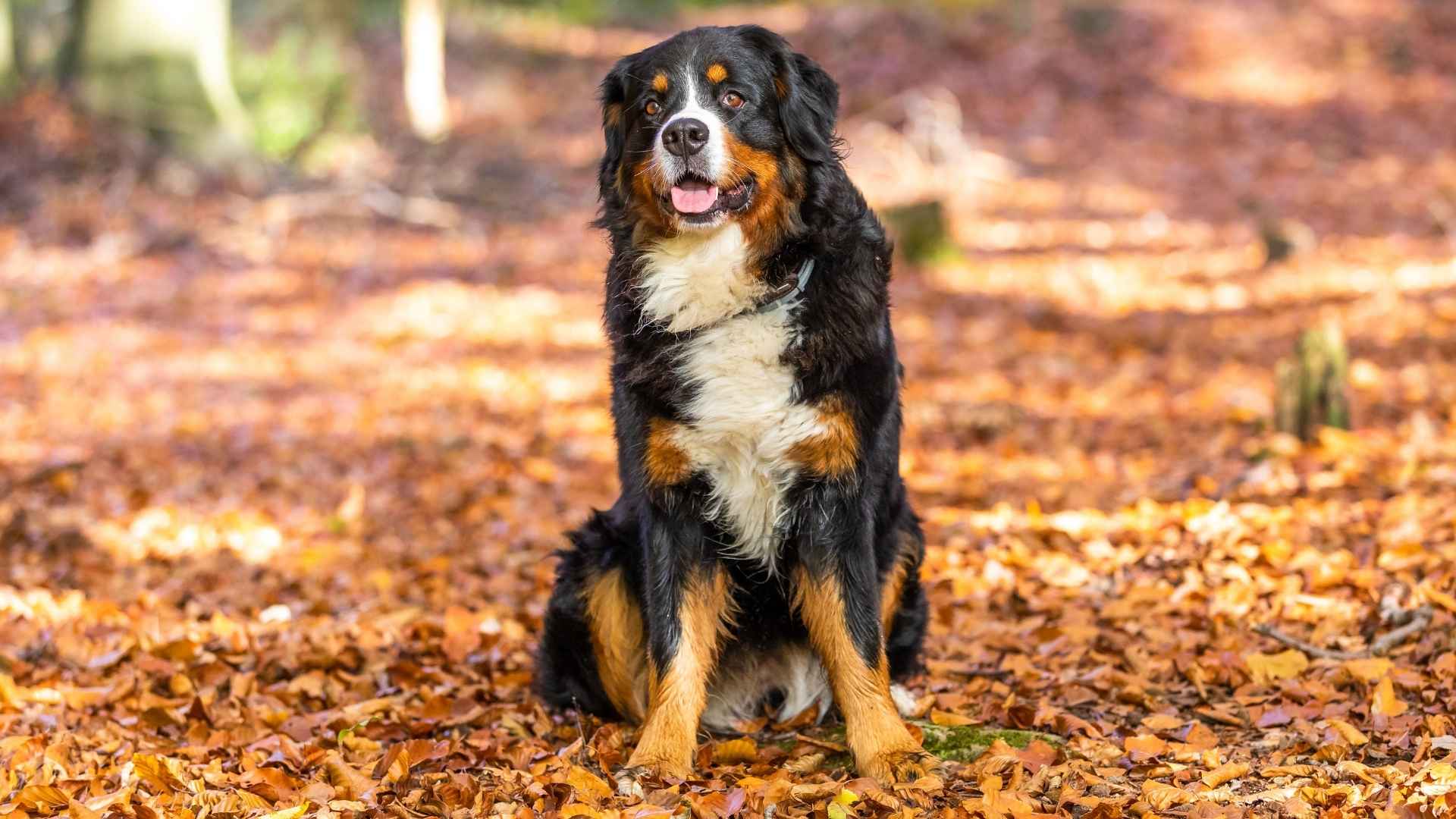 7 Largest Giant Dog Breeds with Gentle Natures and Softer Hearts