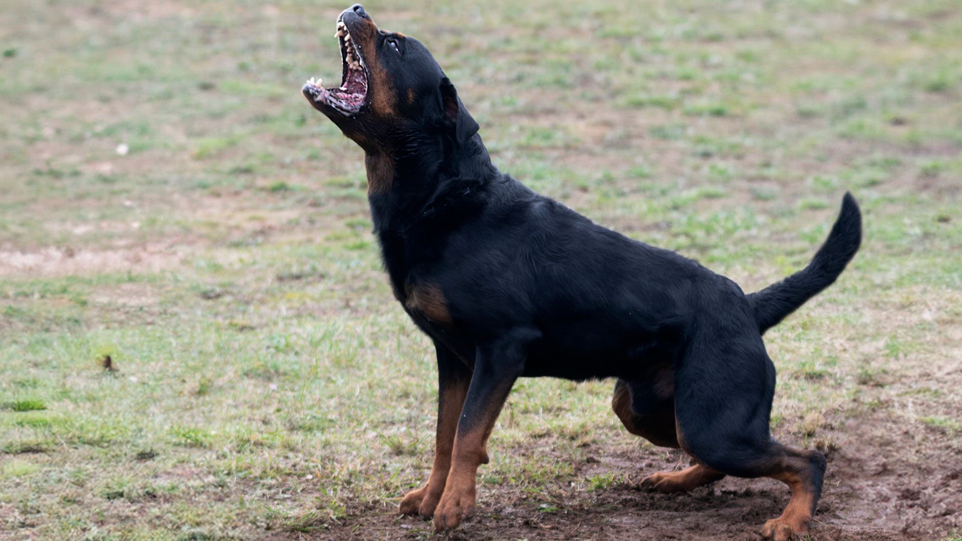 7 Loud Barking Dog Breeds Often Used As Guard Dogs