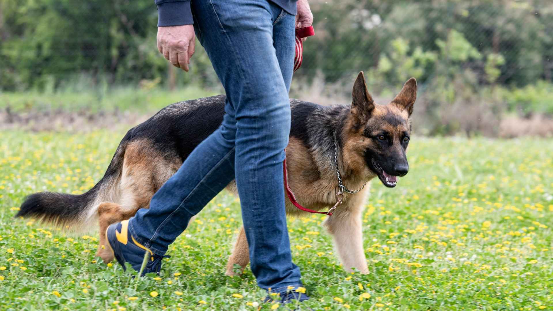 7 Loyal Dog Breeds That Keep You Secure
