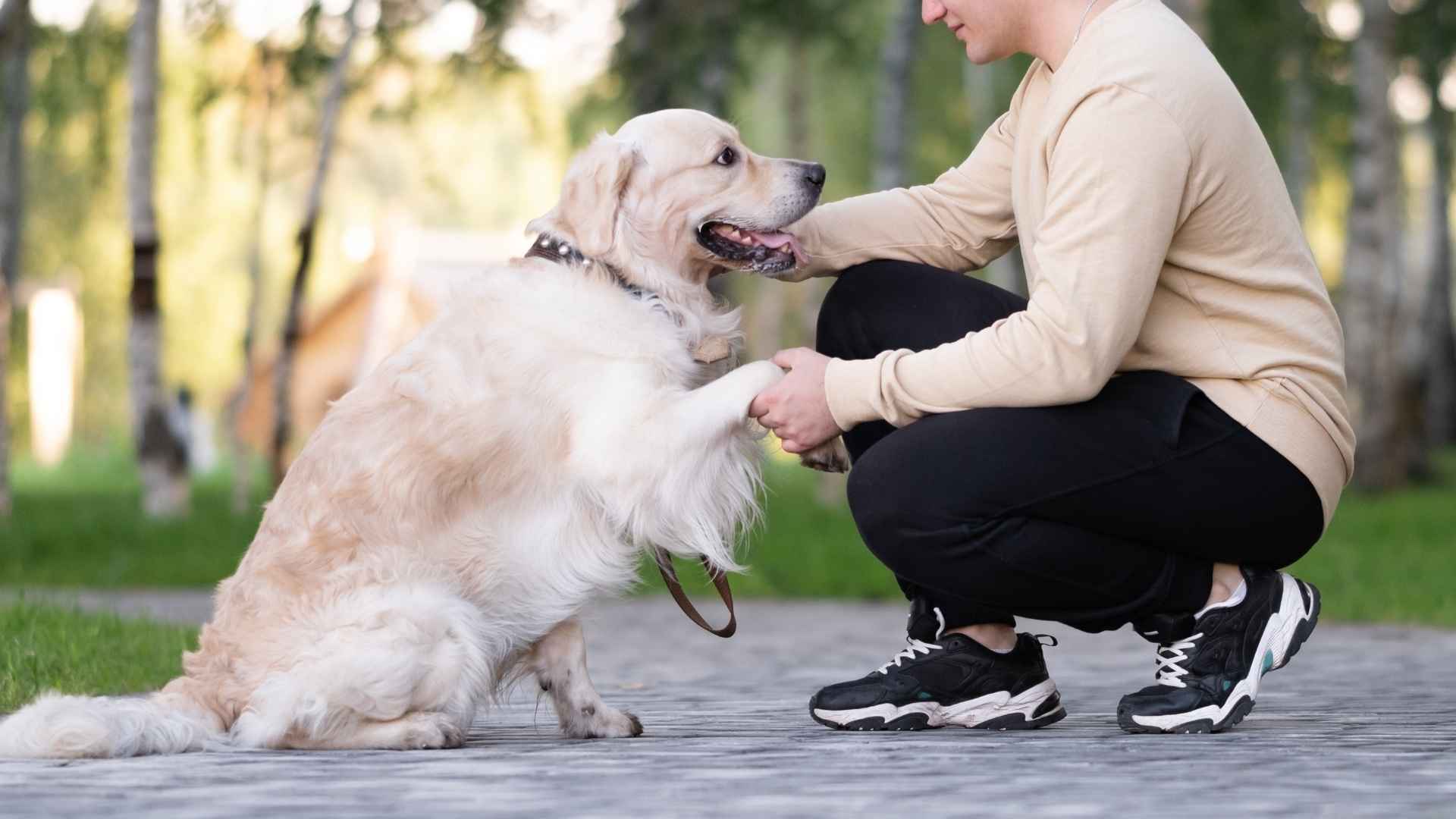 7 Loyal Dog Breeds That Never Give Up On You