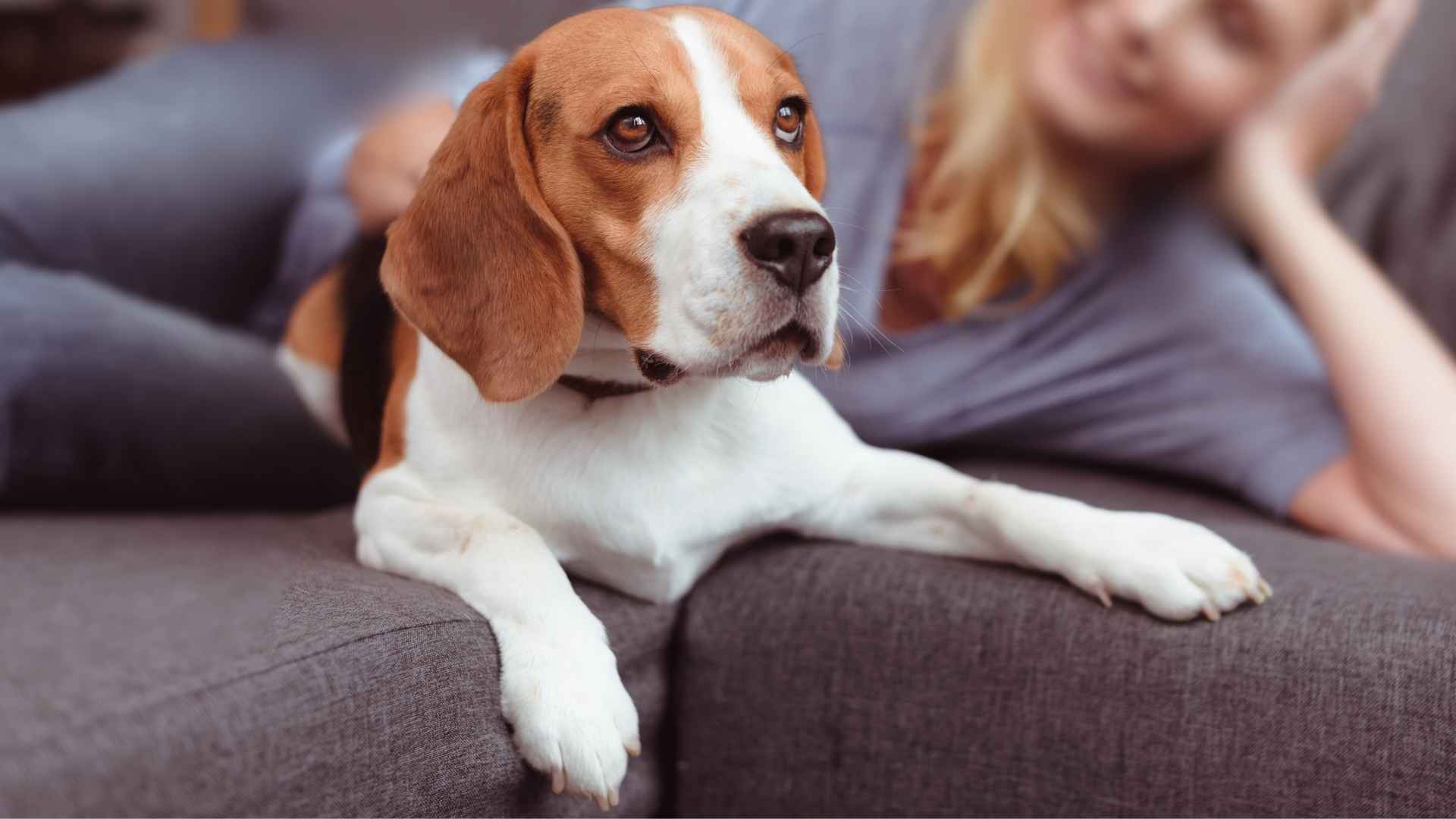 7 Loyal Dog Breeds That Remain True No Matter What