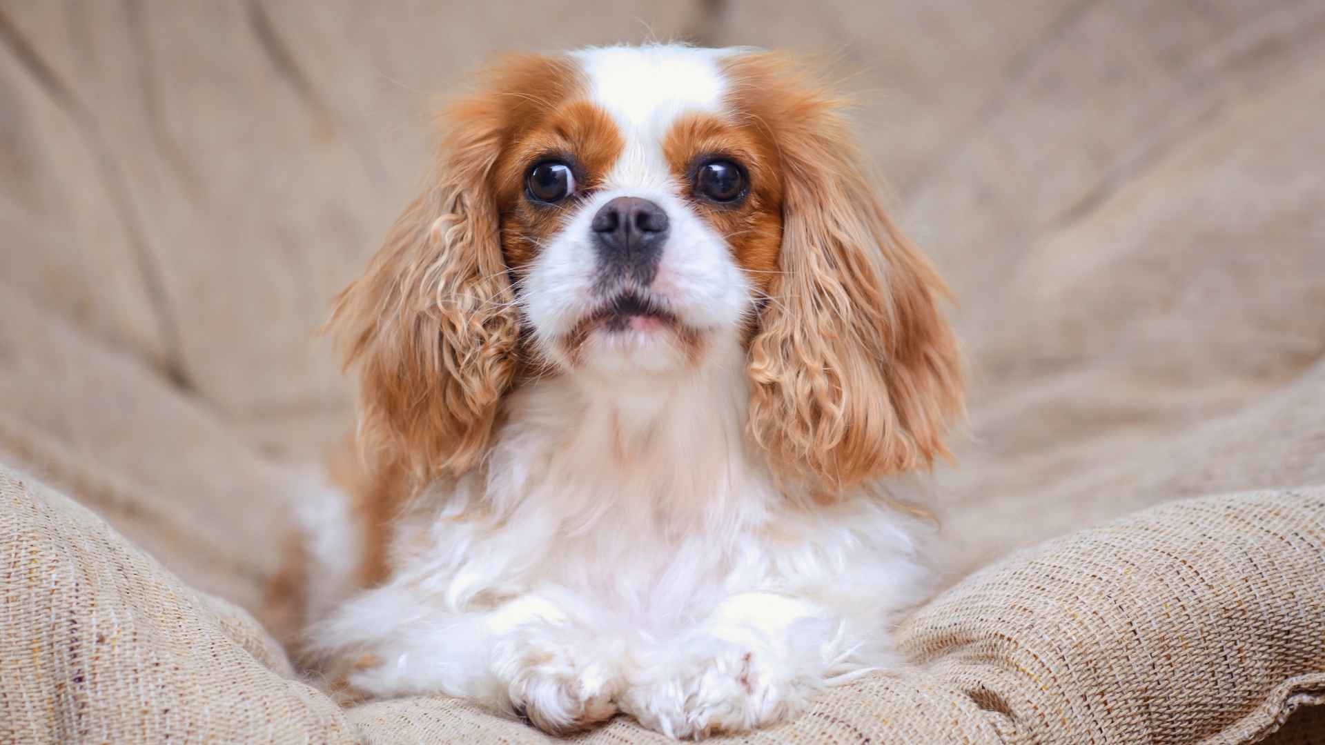 7 Micro Dog Breeds That Are Calm Indoors and Active Outdoors