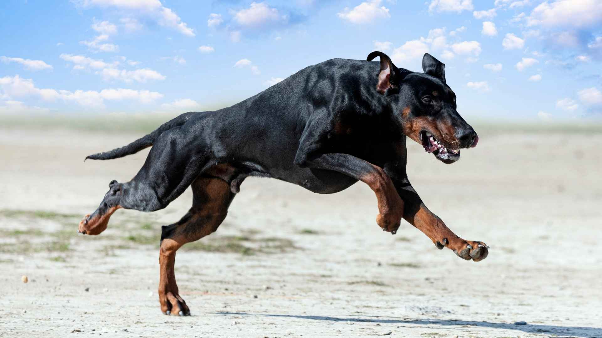 7 Mighty Muscular Dog Breeds of Remarkable Durability