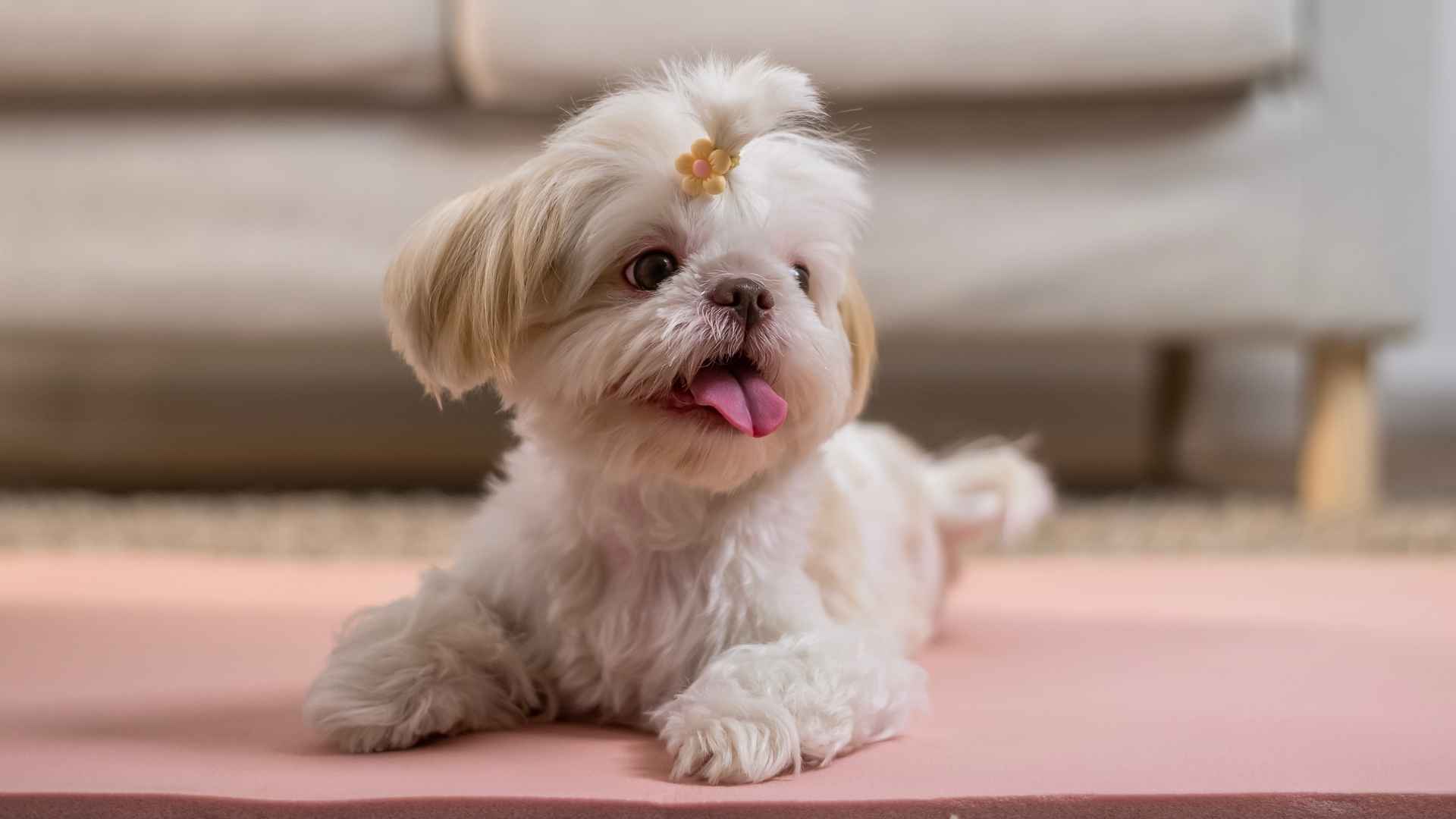 7 Most Adaptable Tiny Dog Breeds