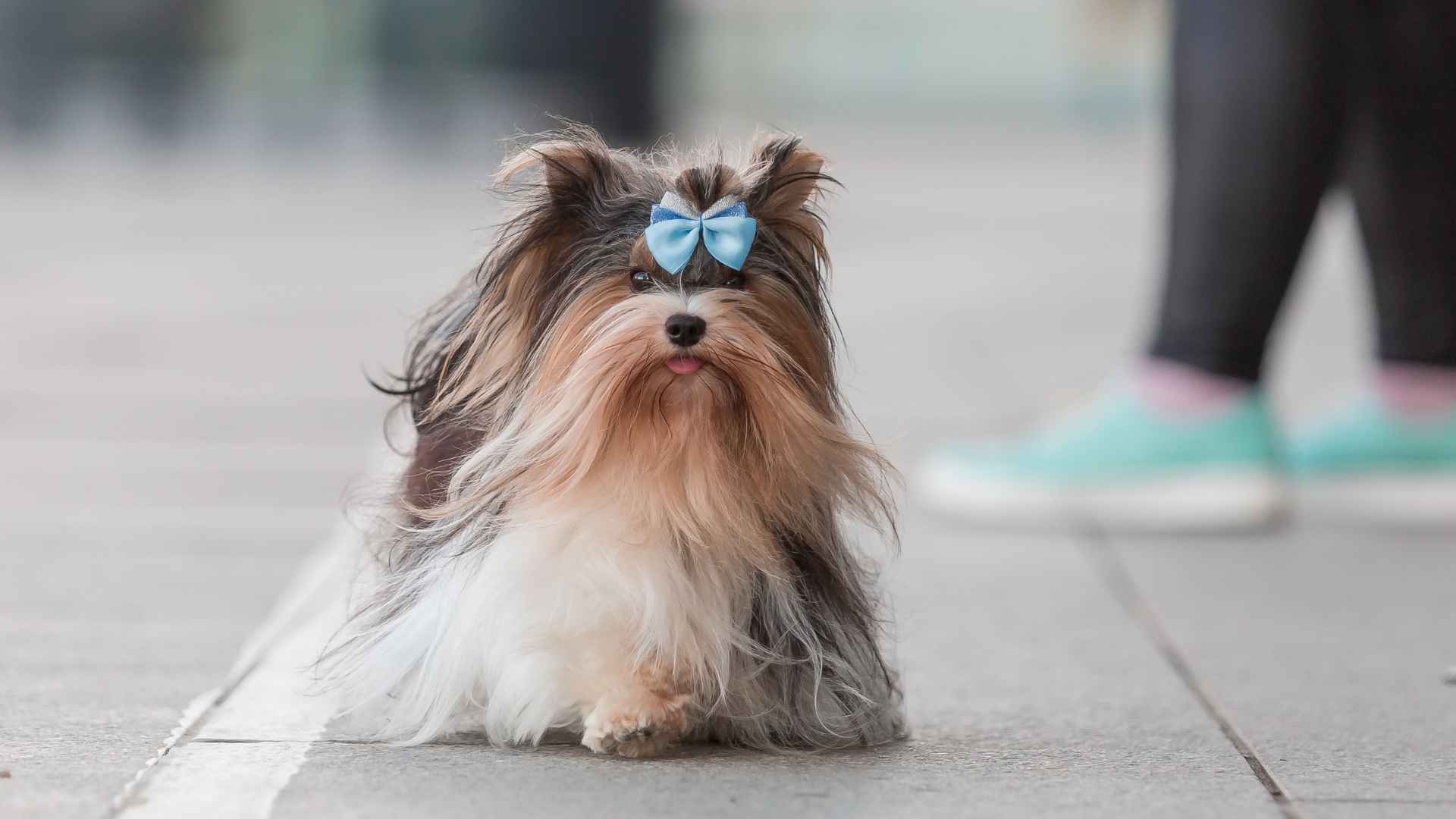 7 Most Adorable Tiny Dog Breeds in Town