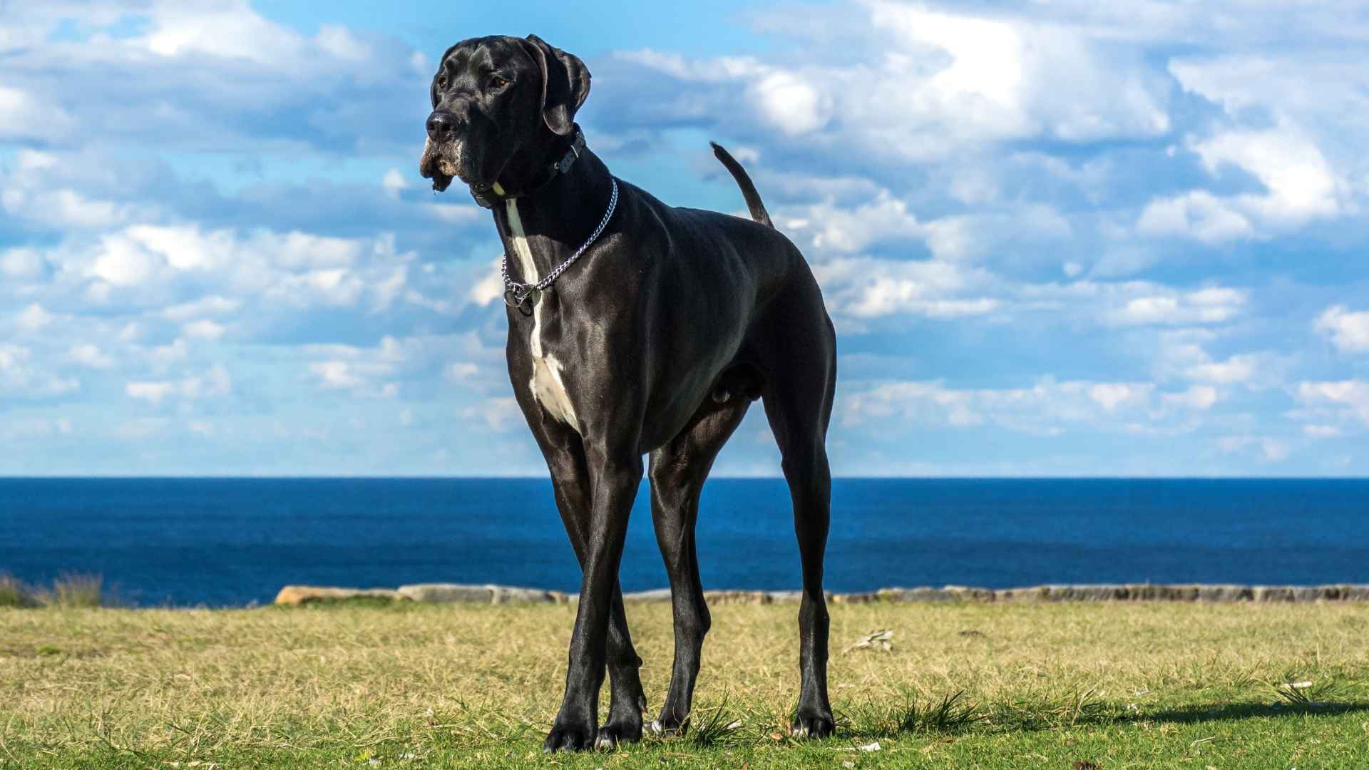 7 Most Affectionate Giant Dog Breeds Worth Knowing