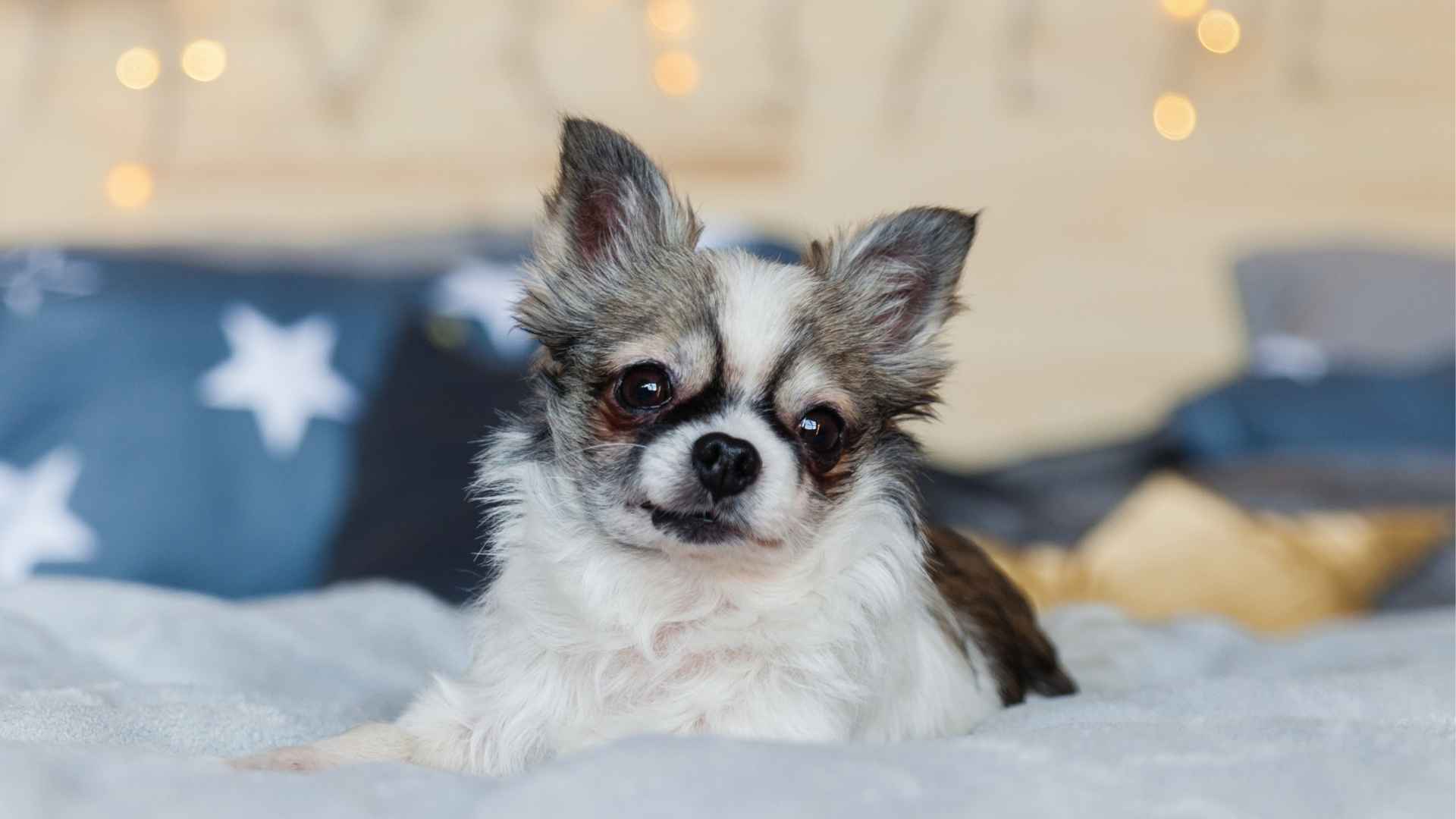 7 Most Affordable Dog Breeds for Longevity Ownership