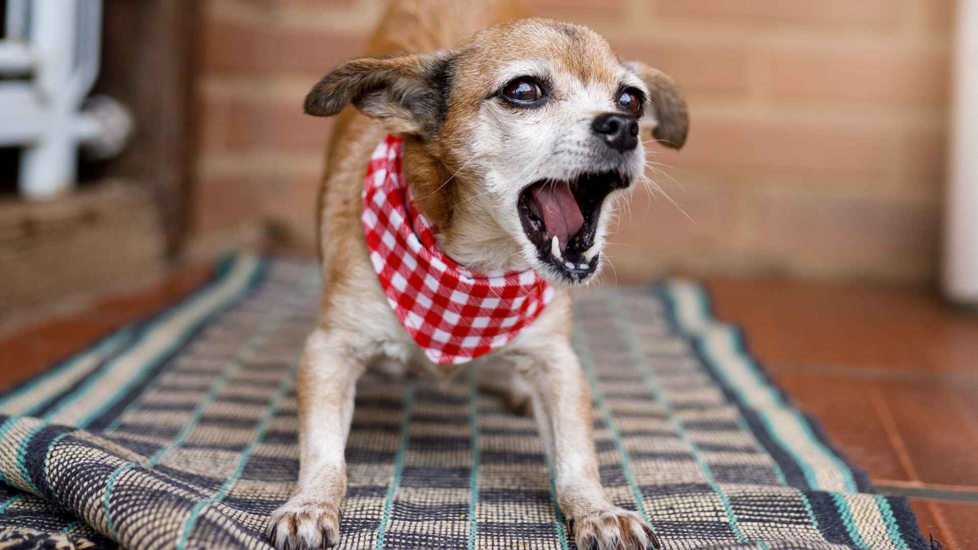 7 Most Brutal Dog Breeds That Never Stay Quiet A Must-Read Guide