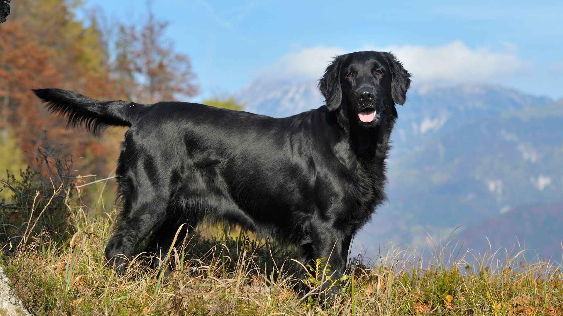 7 Most Clever Dog Breeds Deserving More Attention