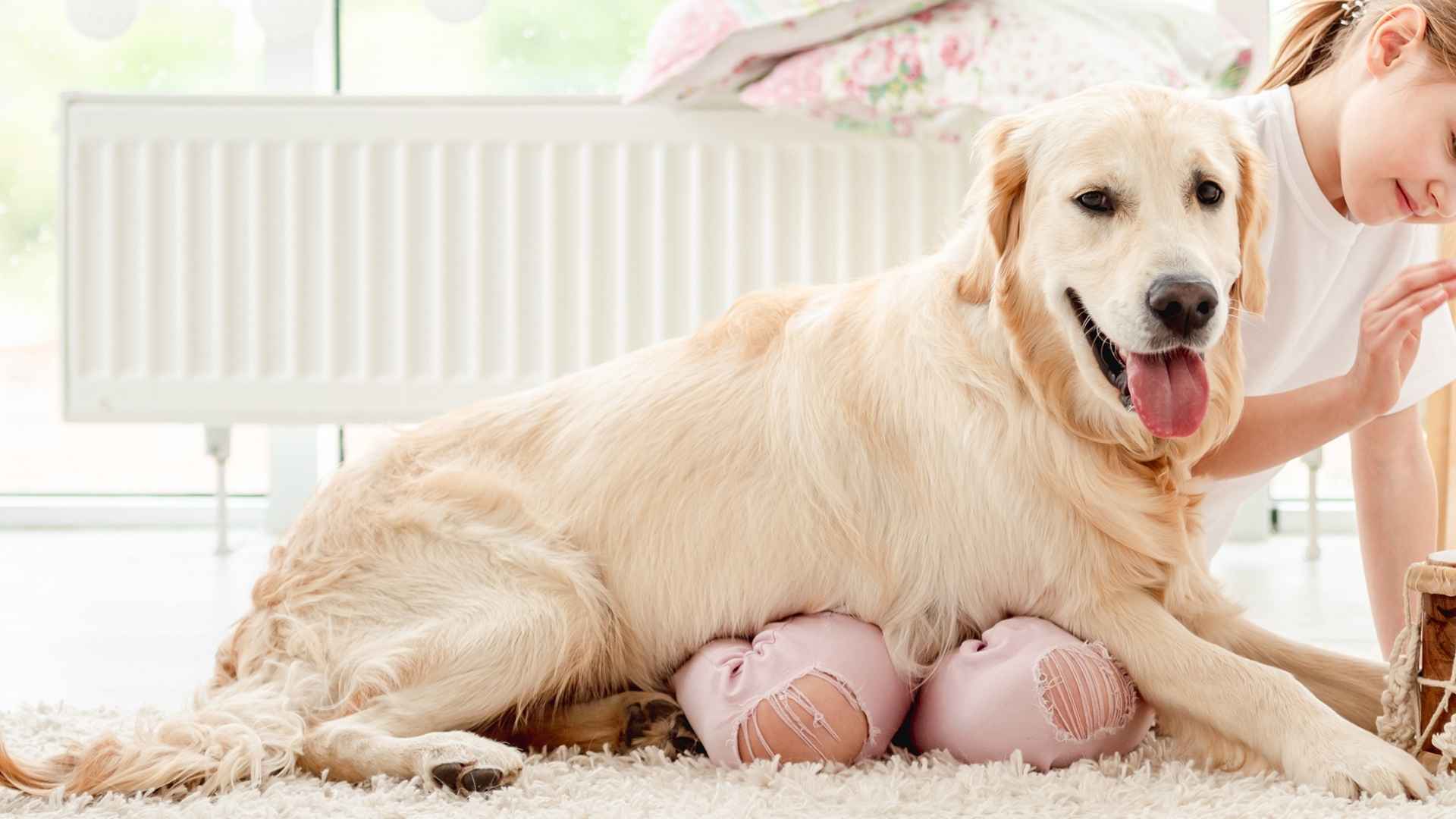 7 Most Clever Dog Breeds For Intelligent Kids
