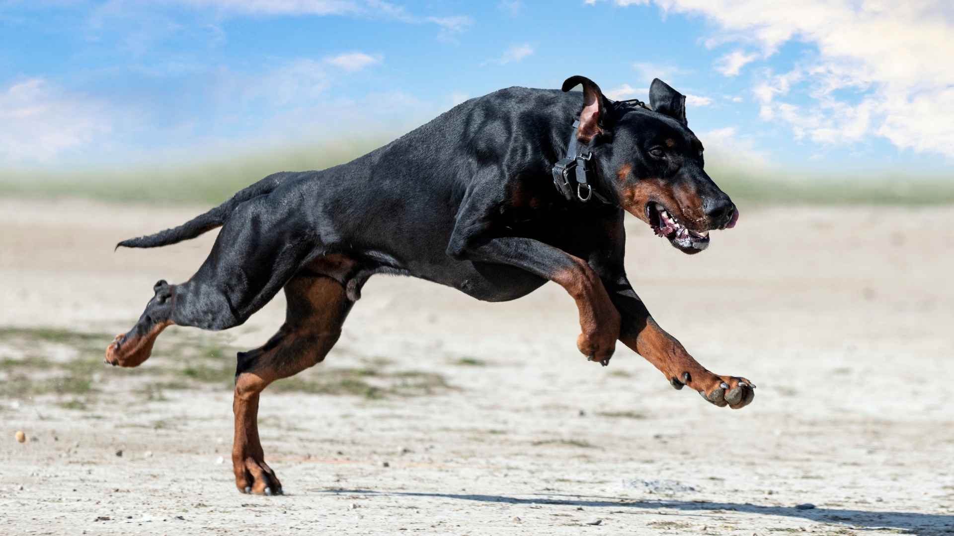 7 Most Fearless Muscular Dog Breeds For Any Challenge
