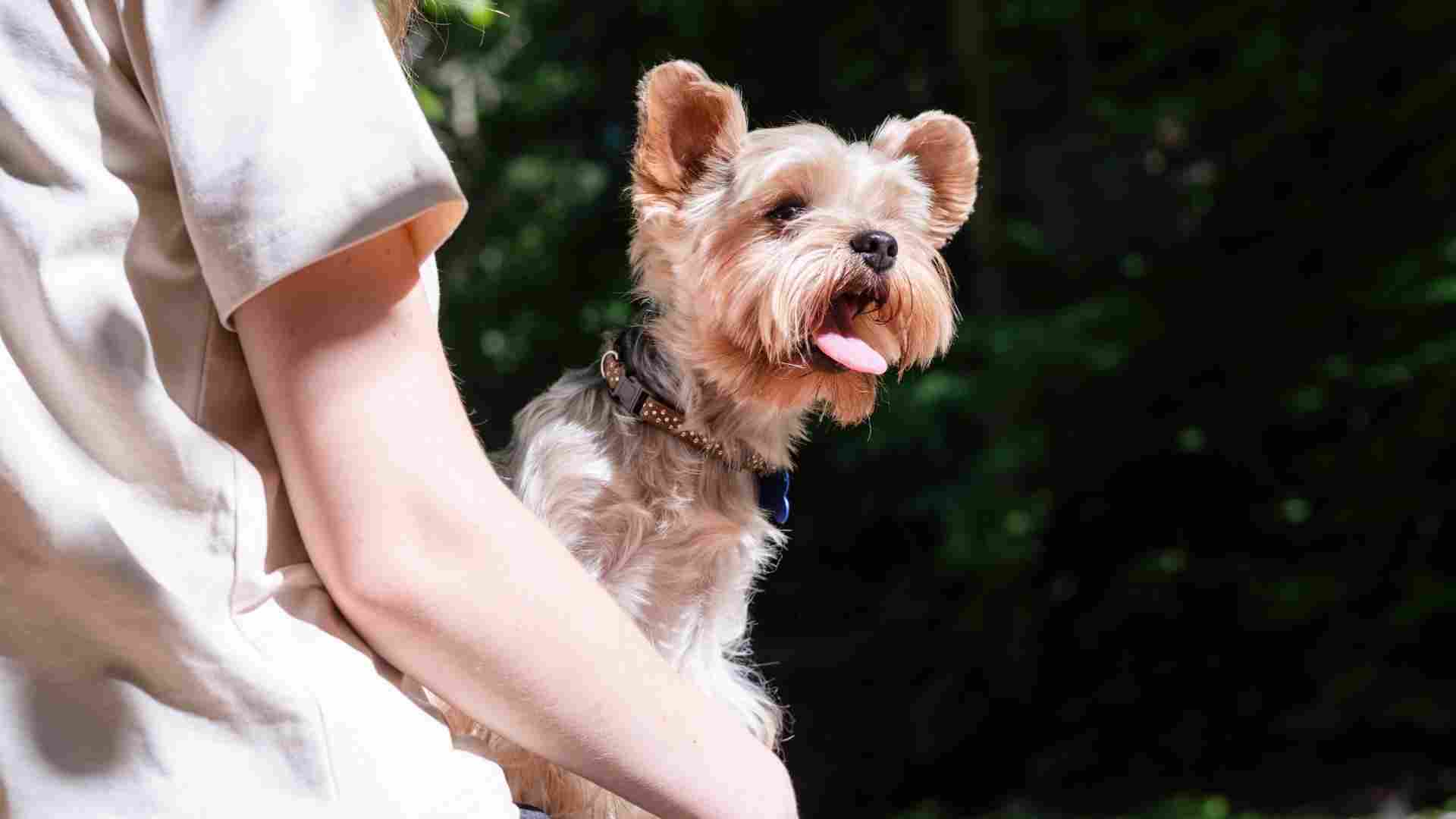 7 Most Frequent Barking Dog Breeds