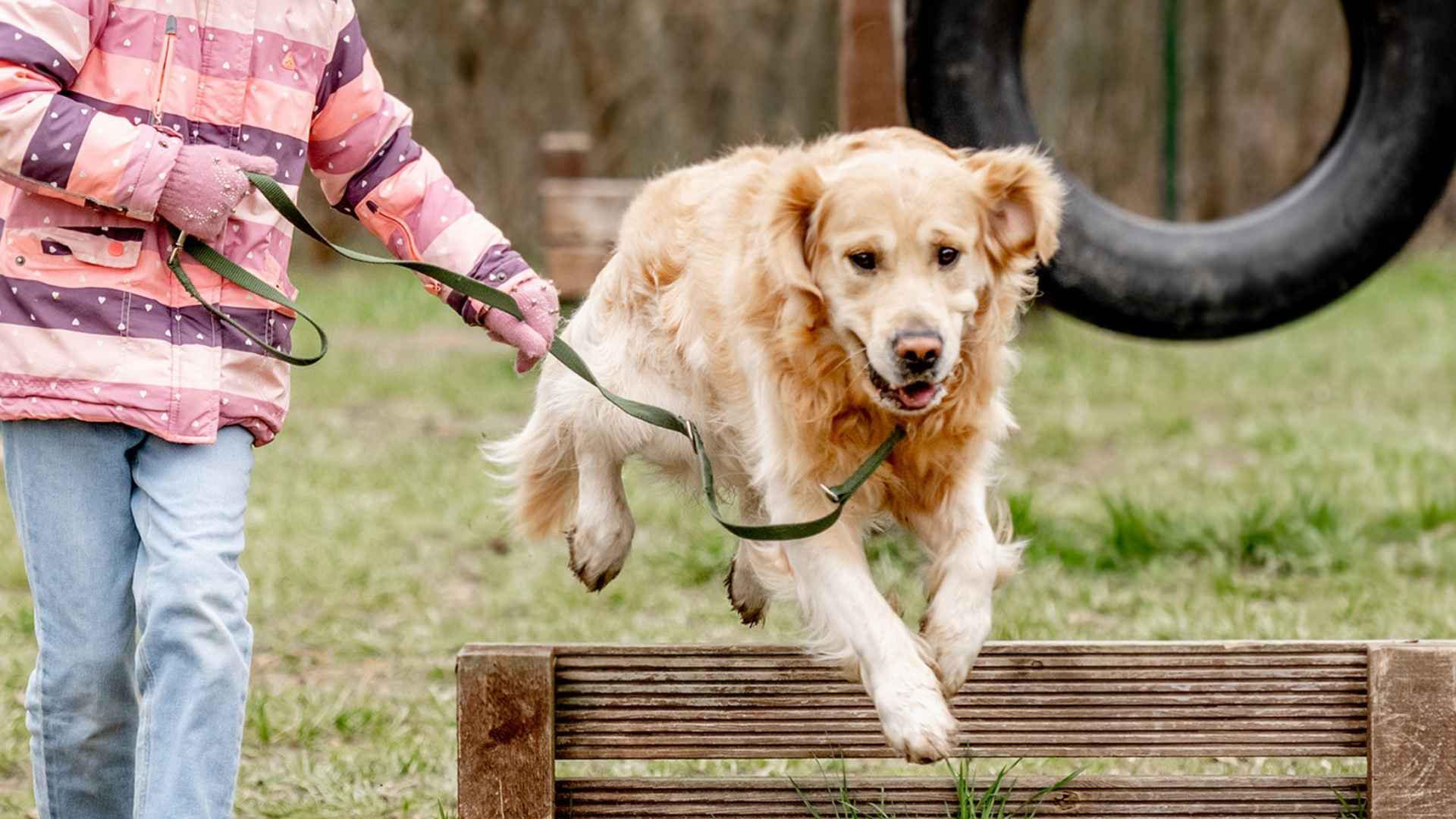 7 Most Intelligent Dog Breeds Ever