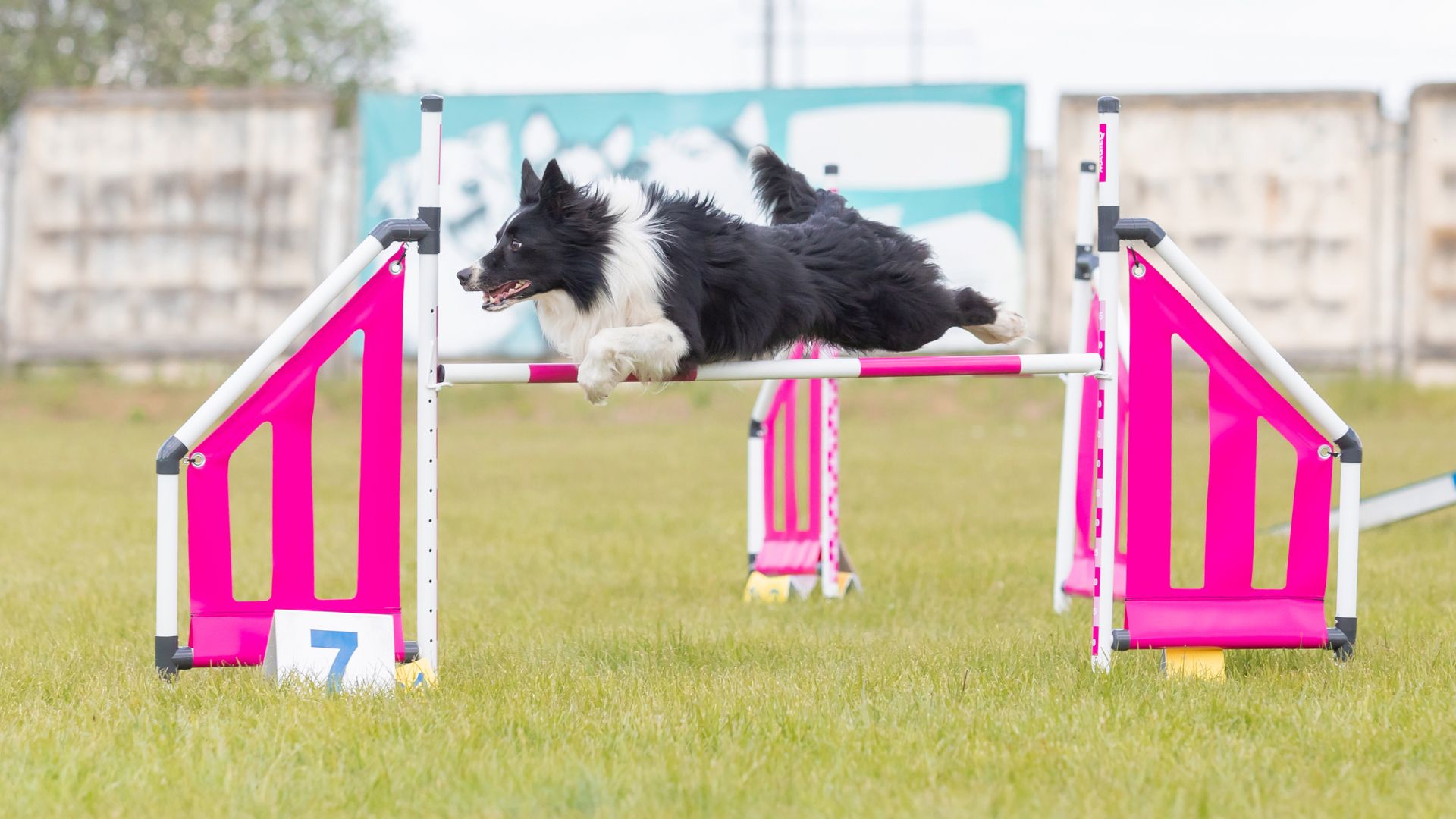 7 Most Intelligent Dog Breeds Revealed Here!