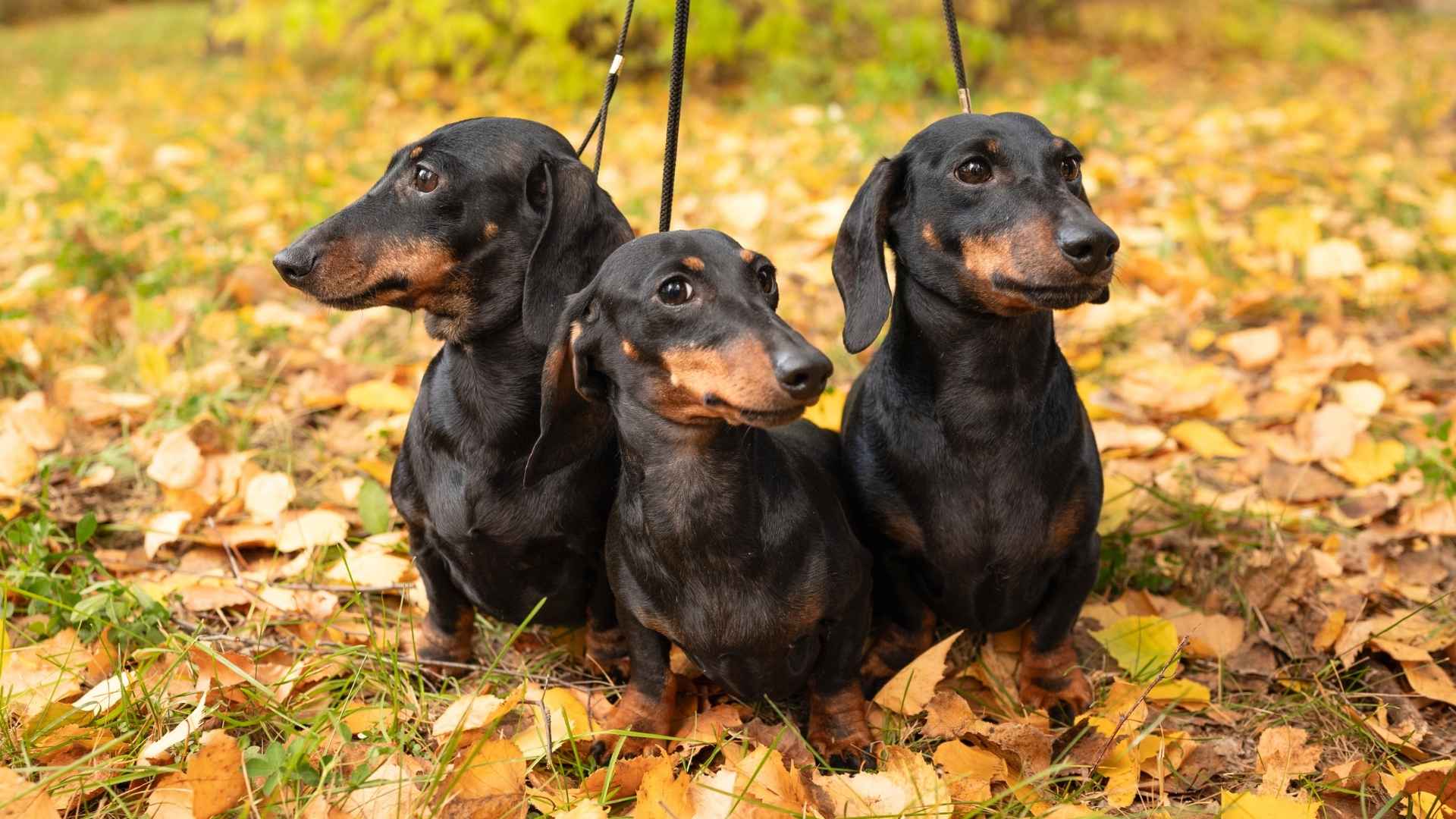 7 Most Known Dog Breeds In America