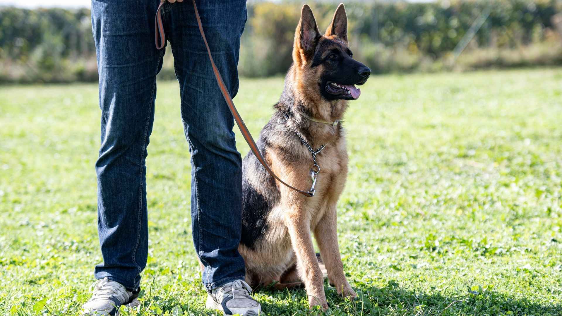 7 Most Loyal Dog Breeds With Strength And Love