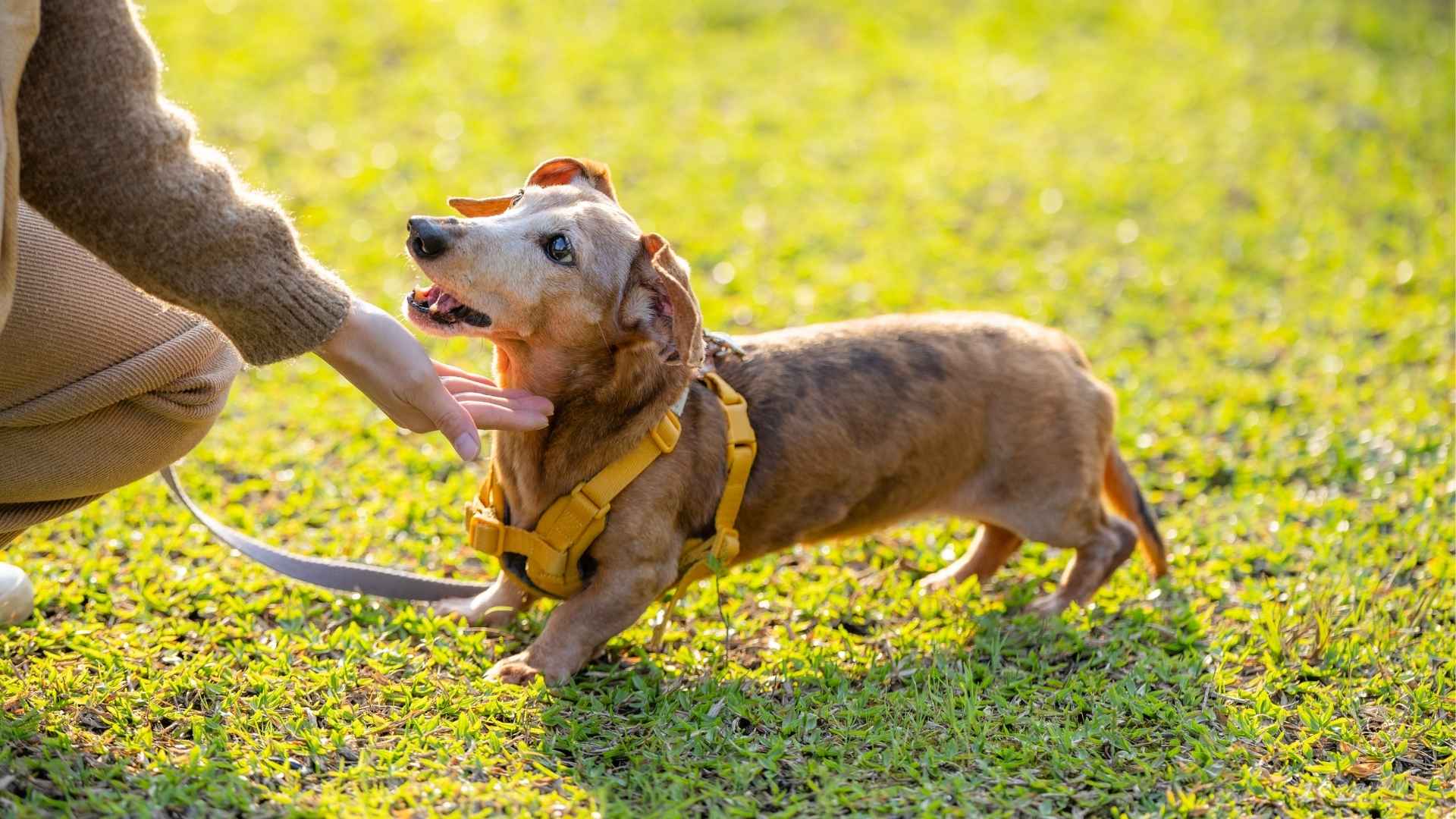 7 Most Loyal Small Dog Breeds You'll Ever Meet