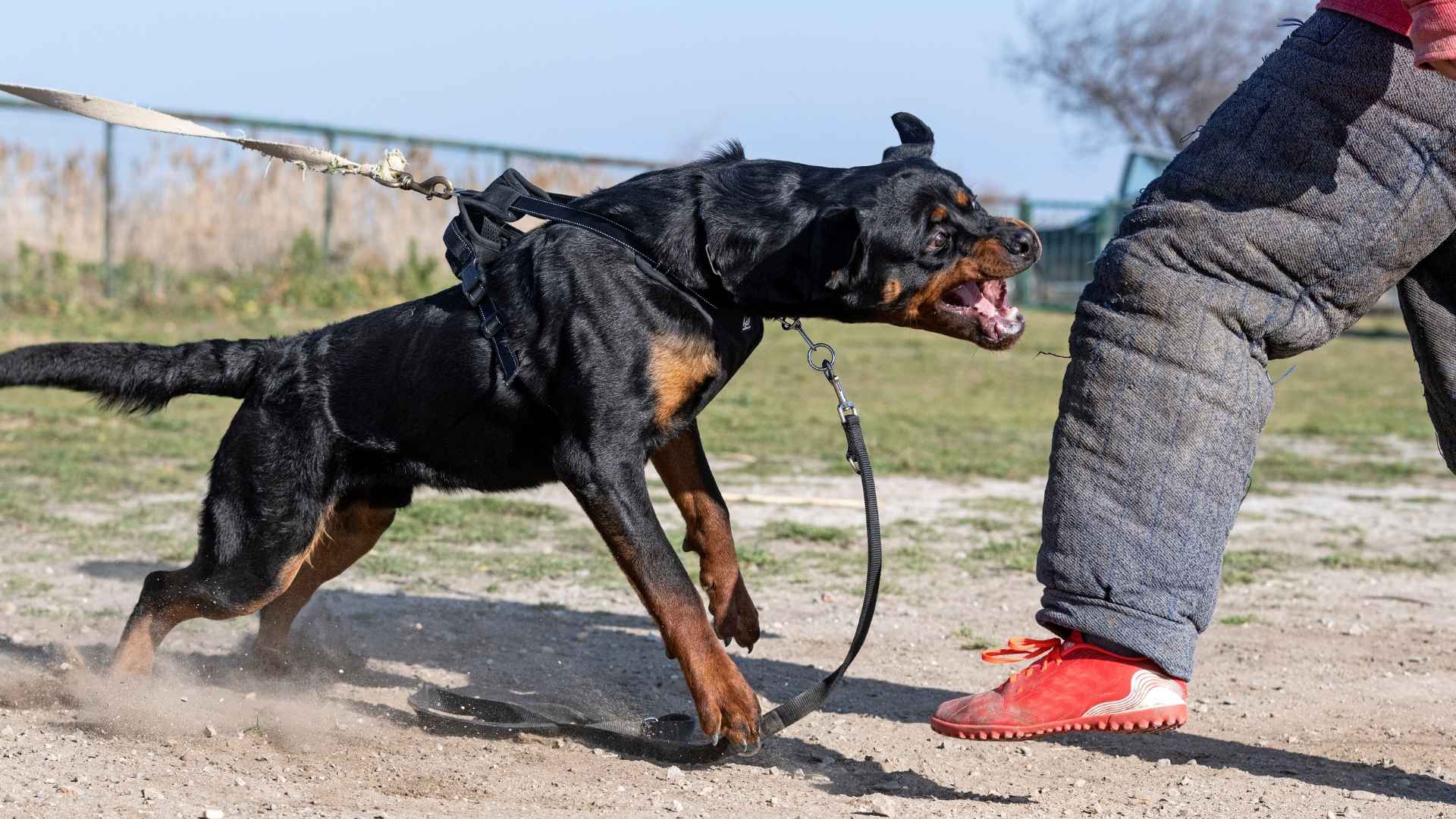 7 Most Notorious Dog Breeds With Terrible Manners