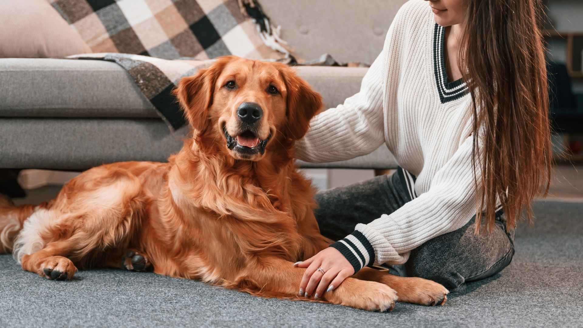 7 Most Popular Dog Breeds That Are Permanently Attached To You