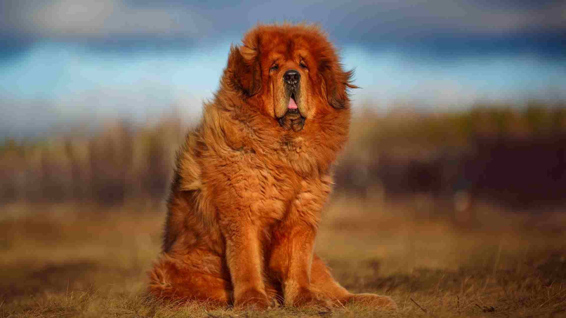 7 Most Rare Giant Dog Breeds You Didn't Know Existed