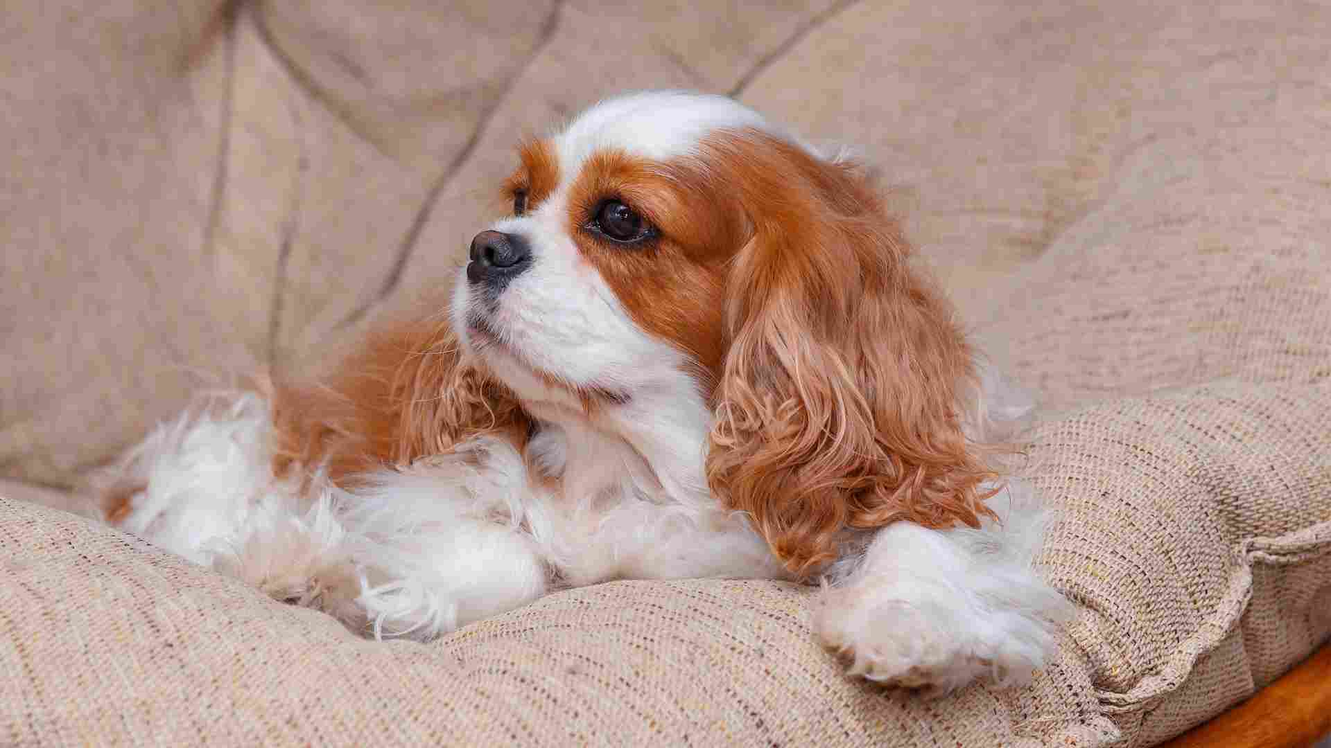 7 Most Satisfied Dog Breeds