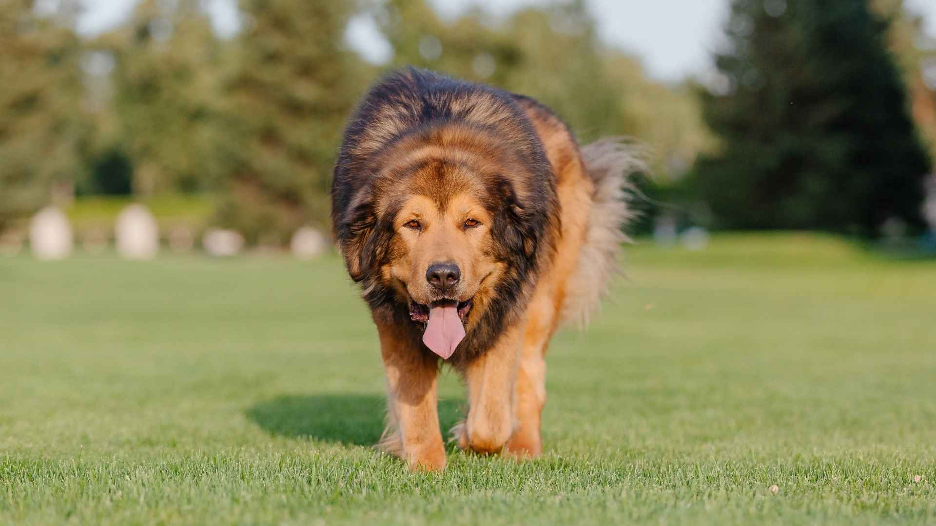 7 Most Smartest Big Dog Breeds On The Planet! (1)