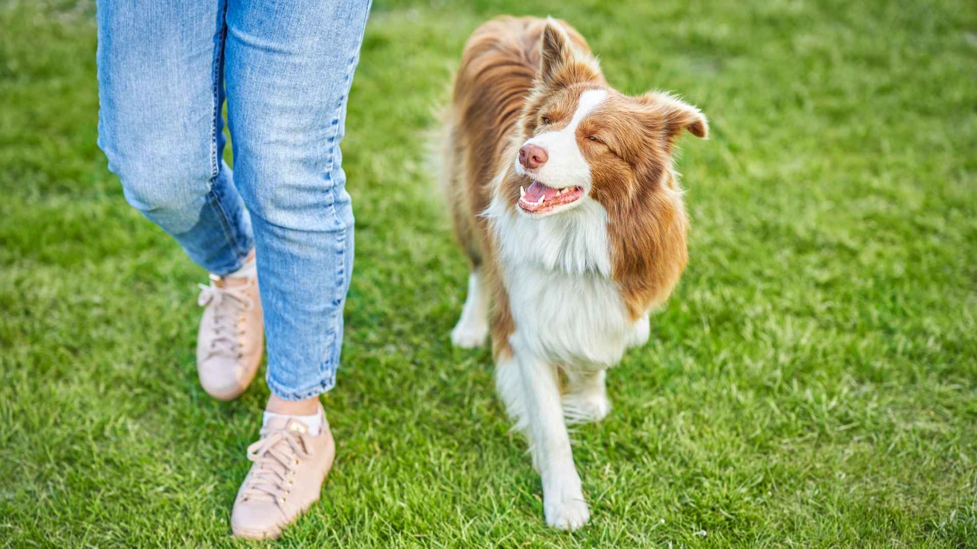 7 Most Trainable Dog Breeds To Own For A Happy, Active Life