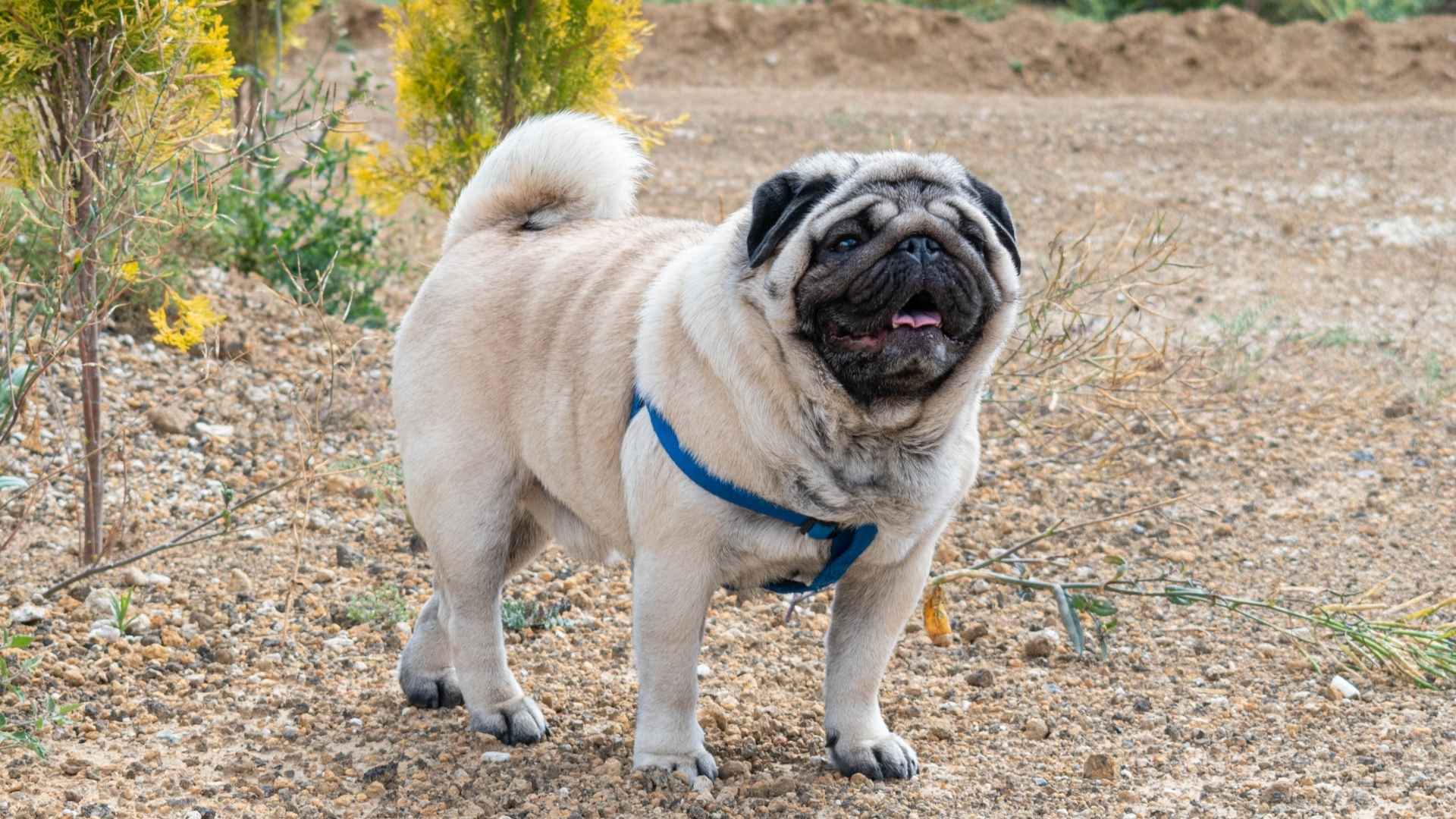 7 Most Unhealthy Dog Breeds Not Recognized Enough