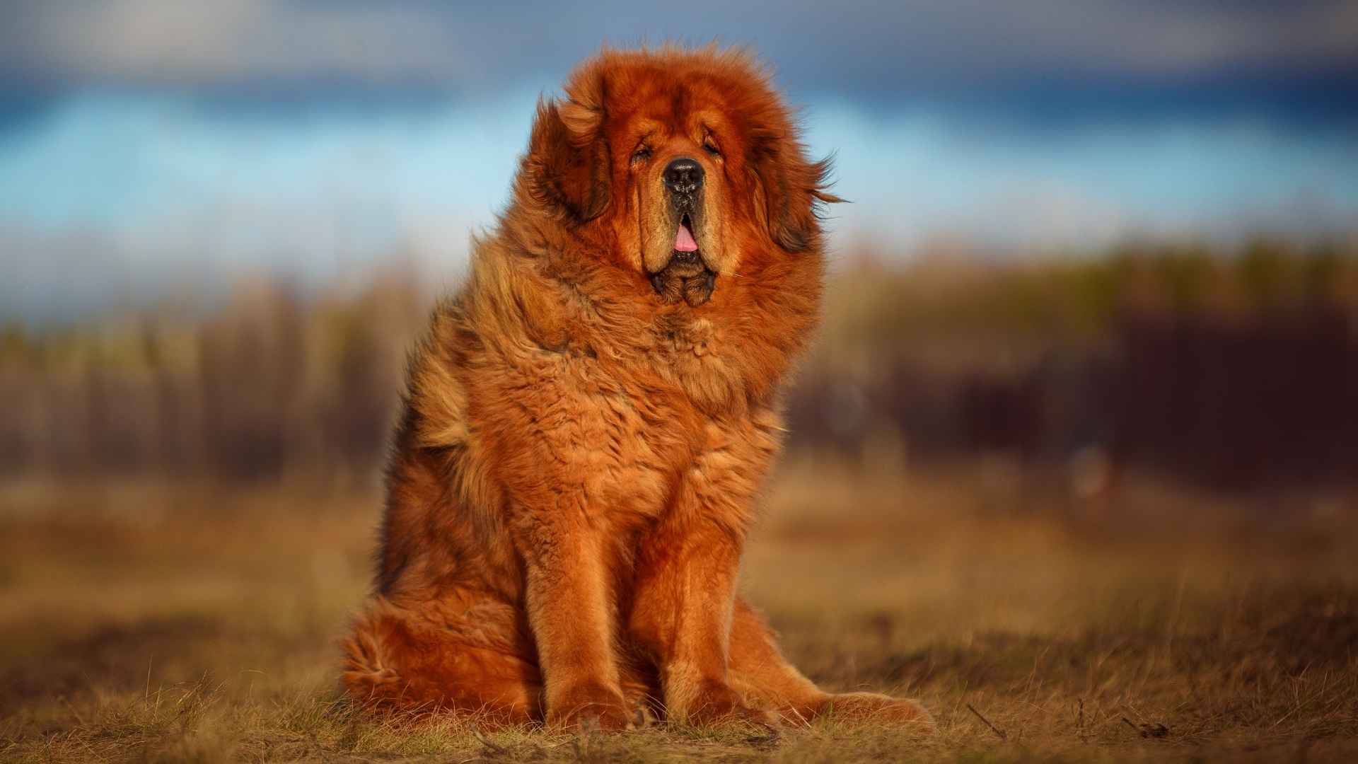 7 Most Unique Giant Dog Breeds You Won't Believe Exist