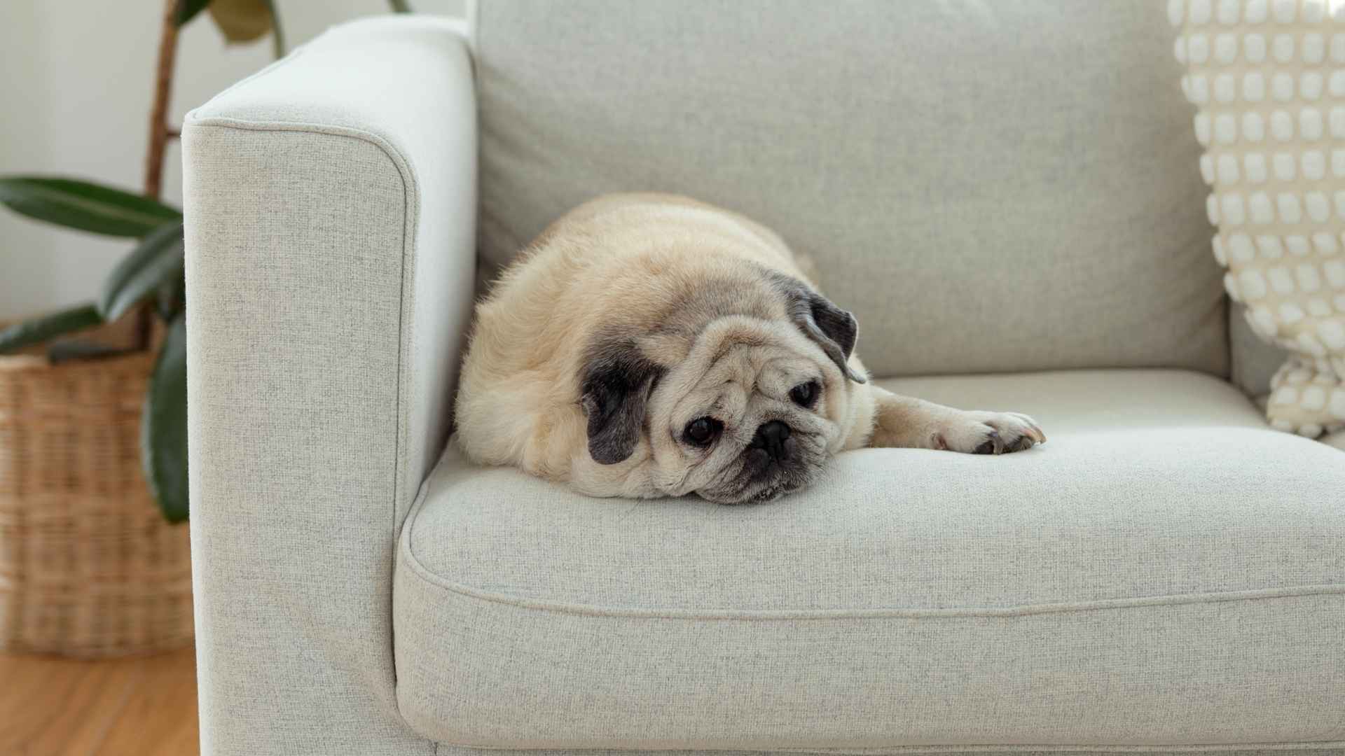 7 Perfectly Lazy Dog Breeds For A Couch Potato Life