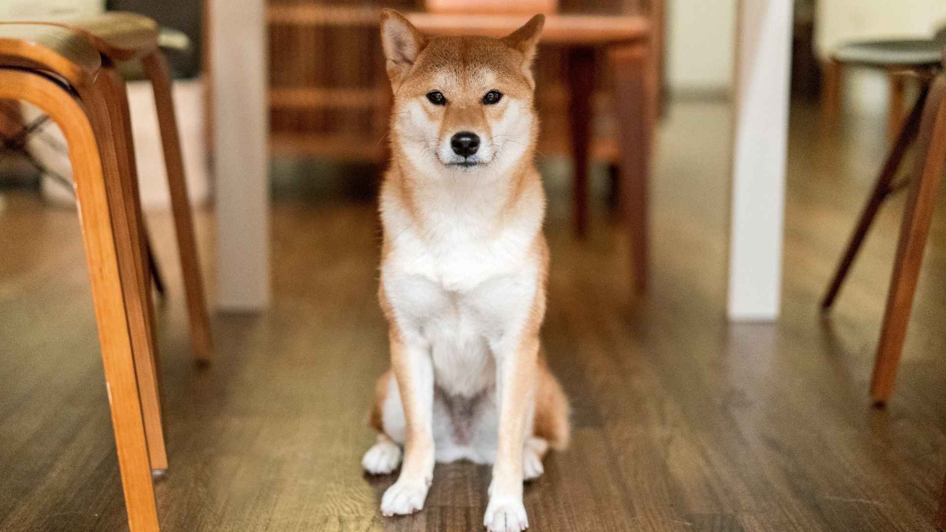 7 Popular Dog Breeds Preferring Solo Time for Independent Owners