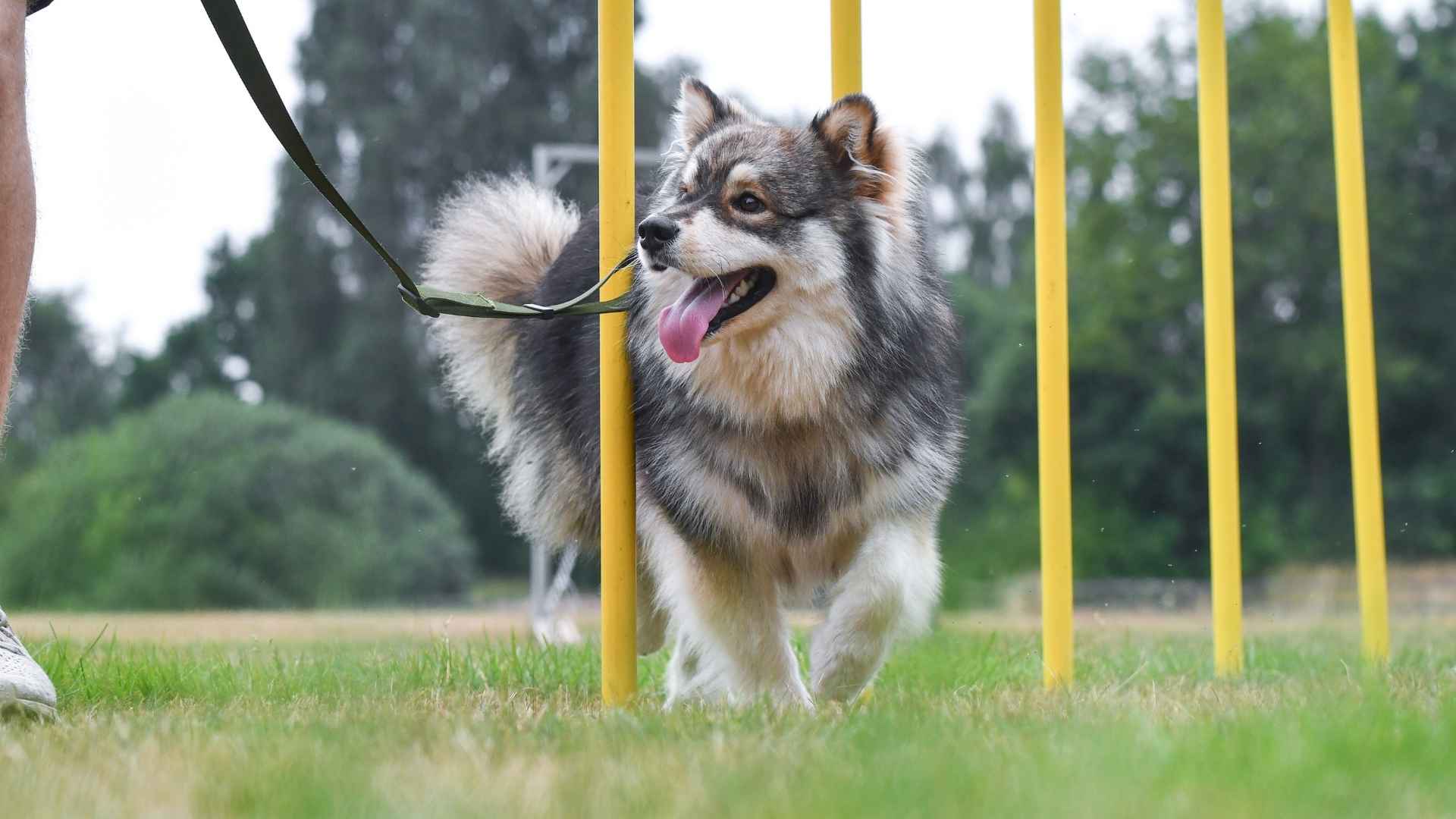 7 Rare Clever Dog Breeds For Improved Memory