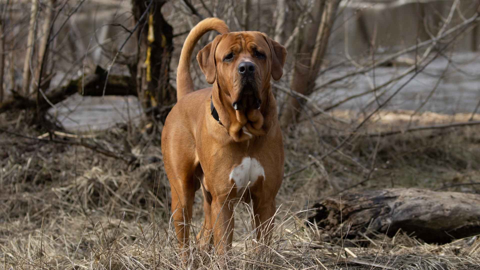 7 Rare Loyal Dog Breeds Not To Miss