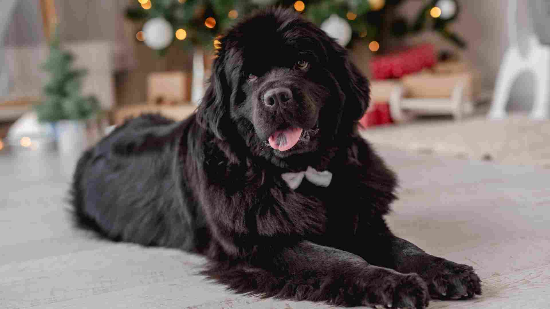 7 Relaxed Dog Breeds That Make Good Pets
