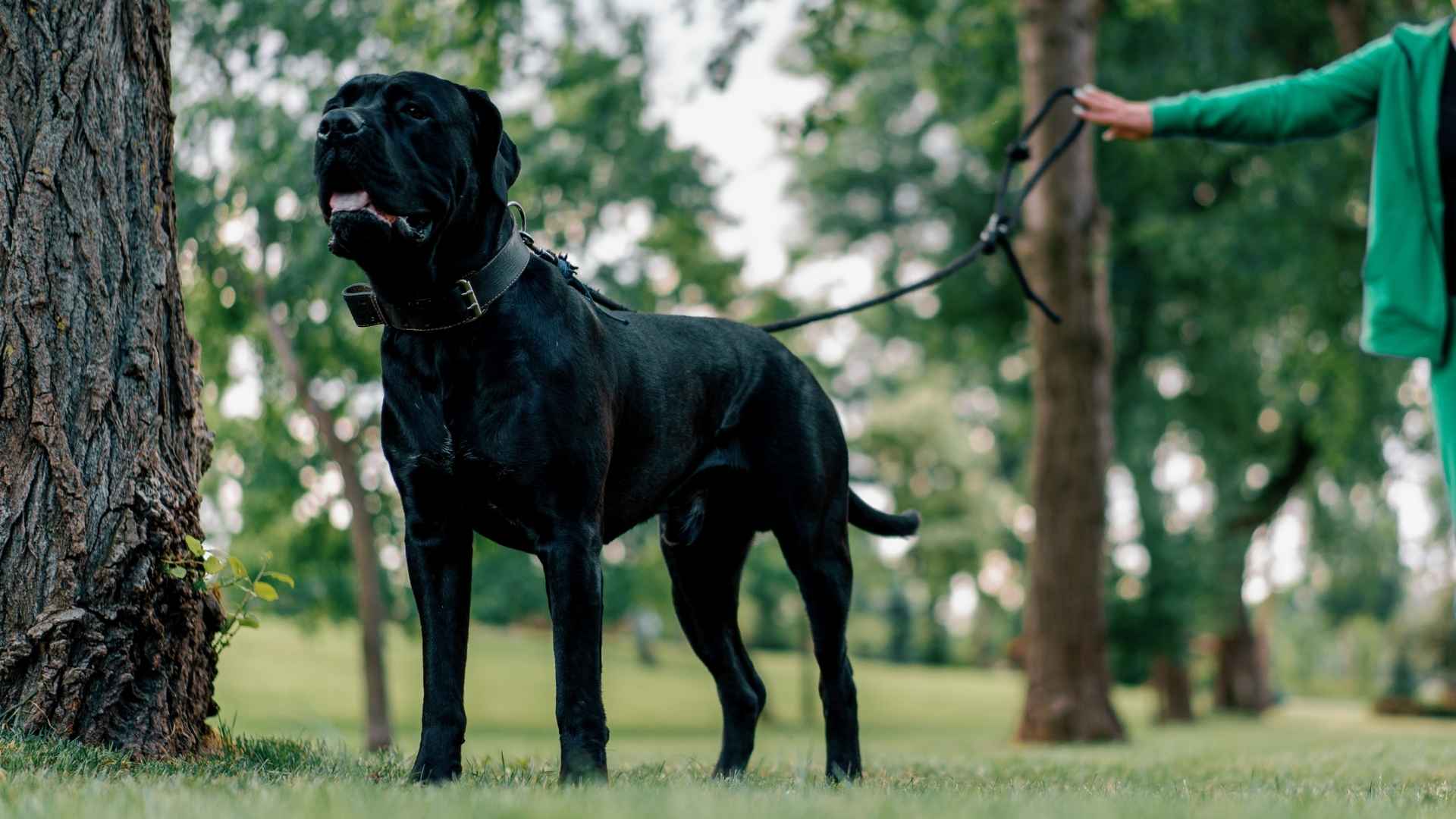 7 Reliable Giant Dog Breeds Making Excellent Guard Dogs