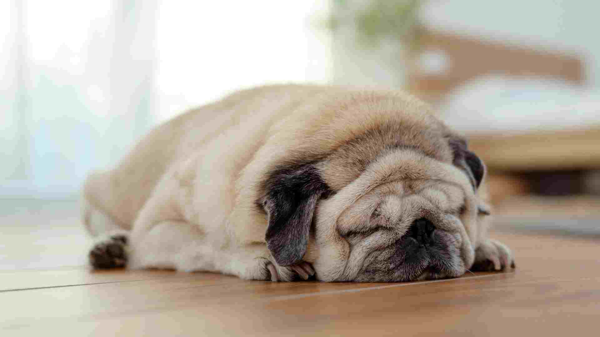 7 Sleepy Dog Breeds Always Ready for Some Drowsiness