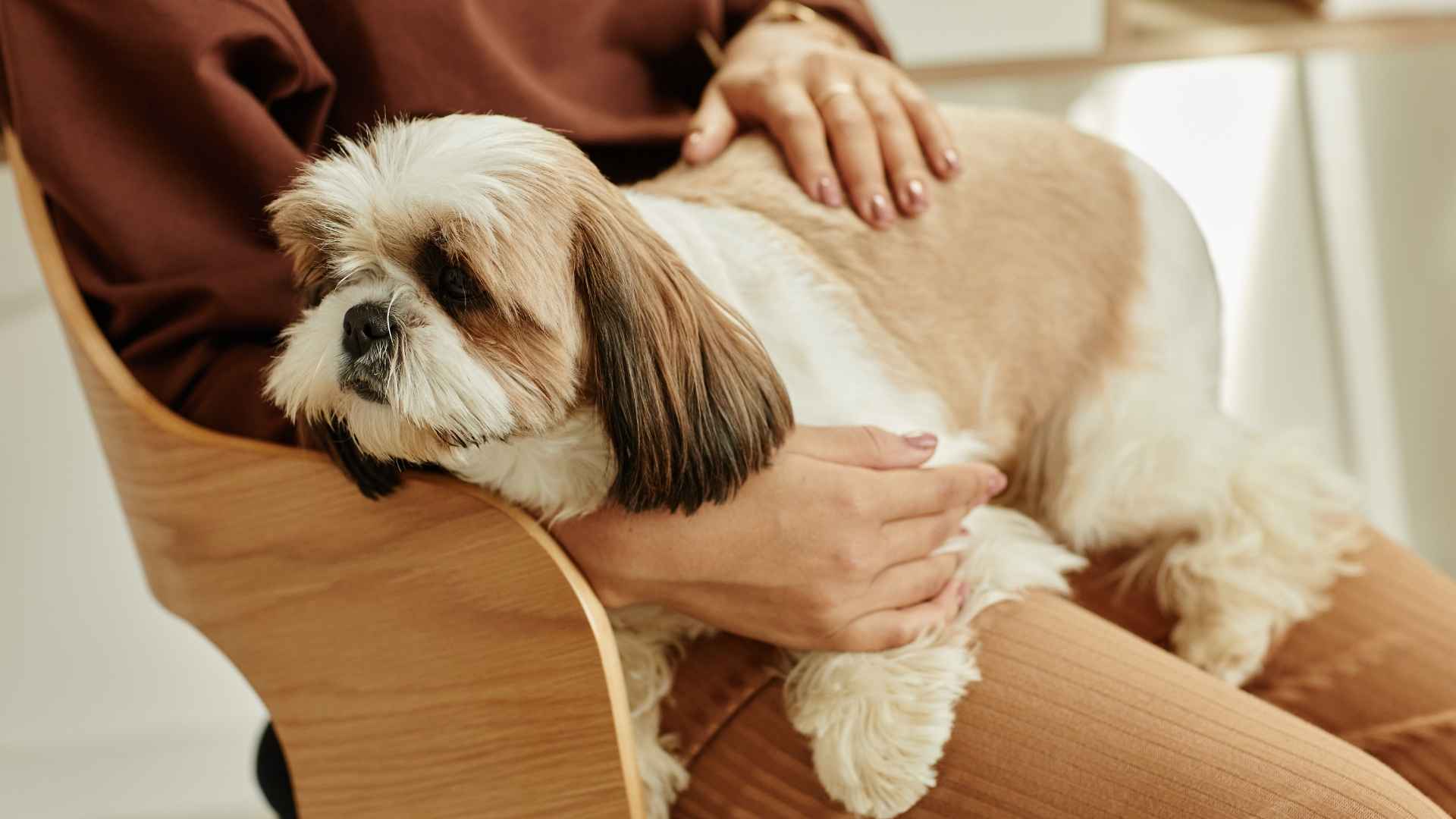 7 Small Lazy Dog Breeds That Love to Snooze and Cuddle All Day