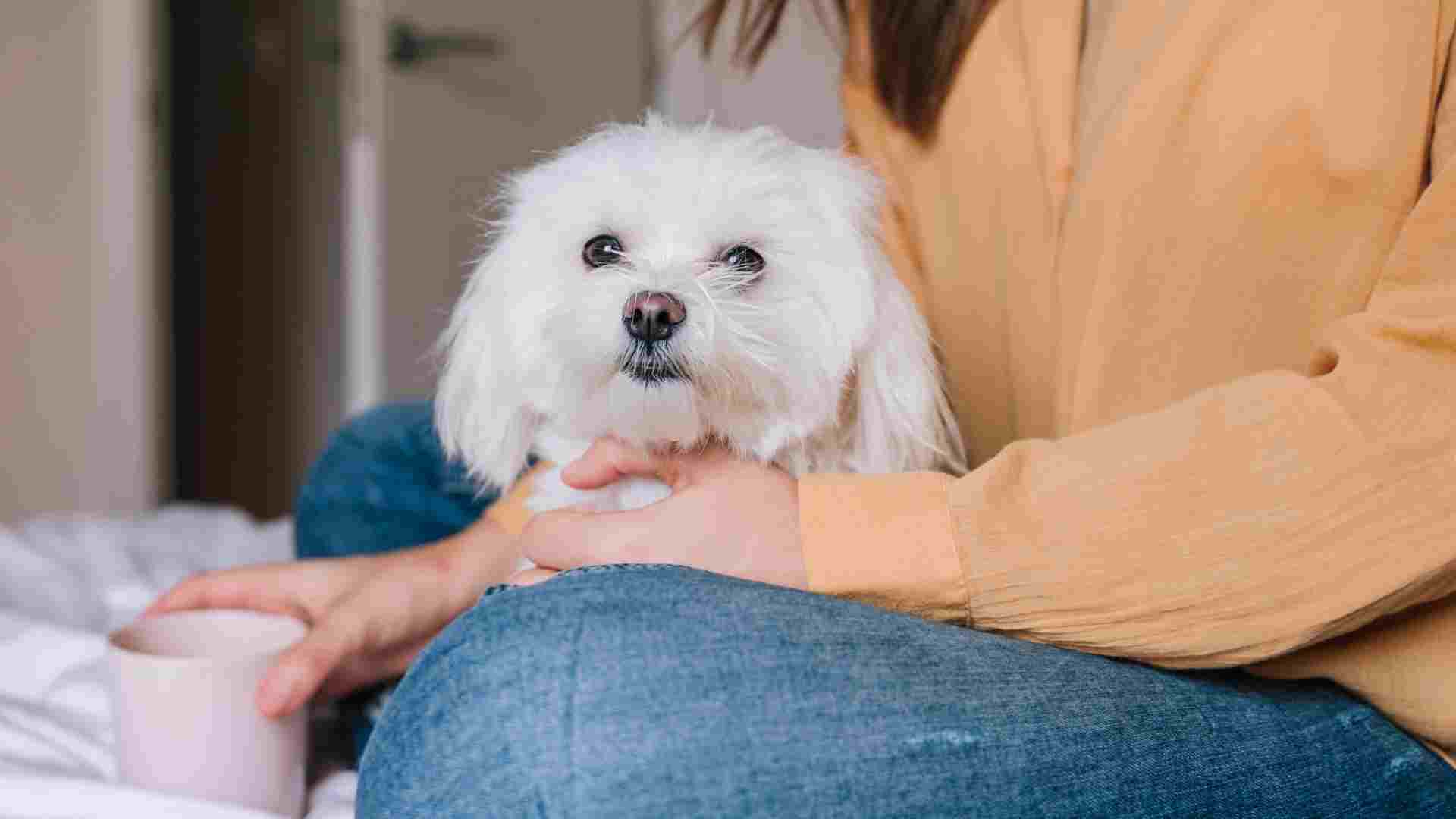 7 Sweetest Small Dog Breeds To Keep By Your Side