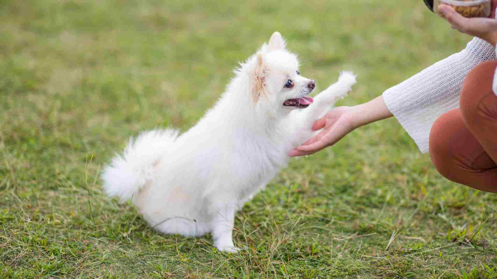 7 Tiny Dog Breeds For Brilliant Brains
