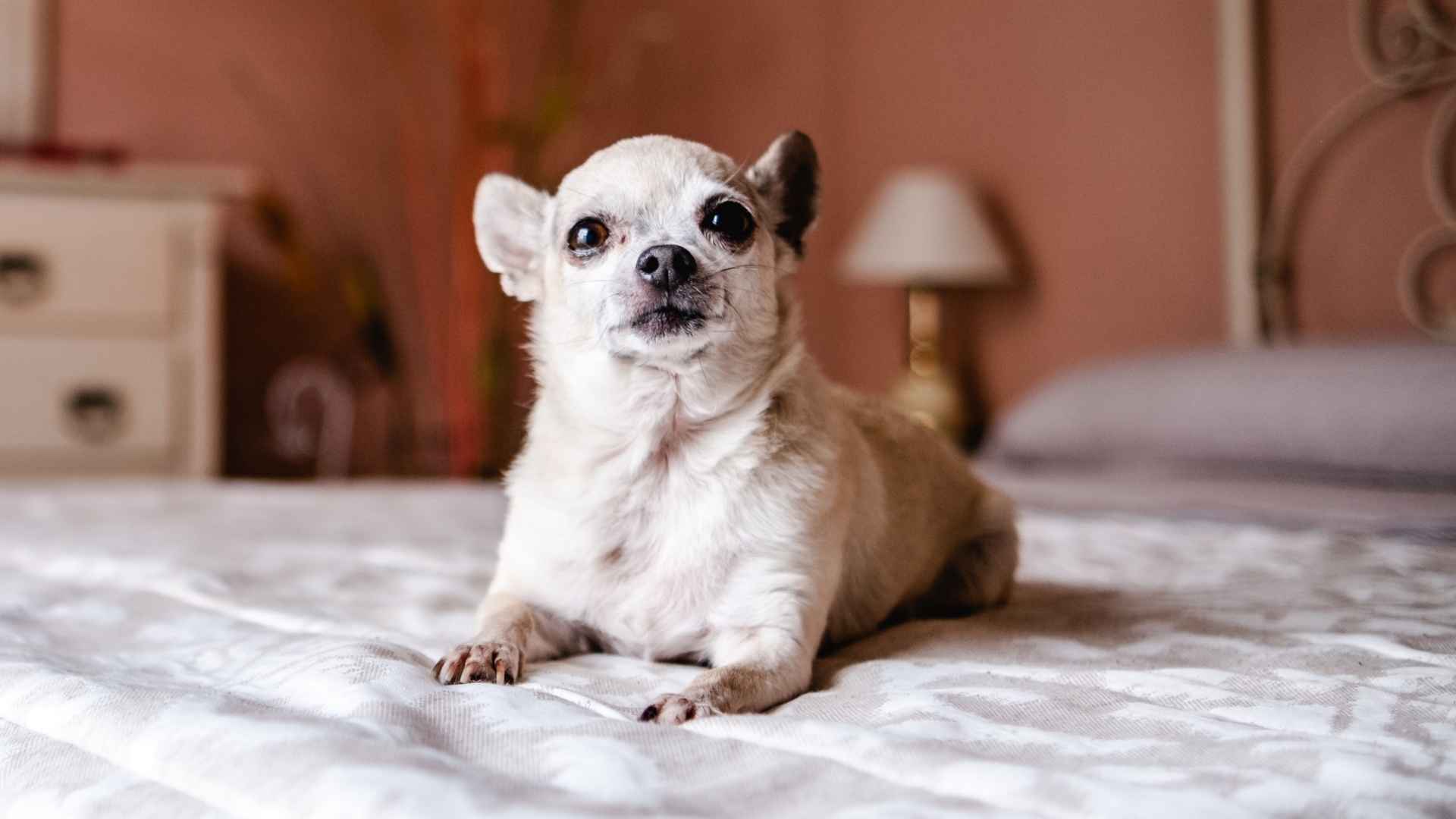 7 Tiny Dog Breeds That Adapt Quickly