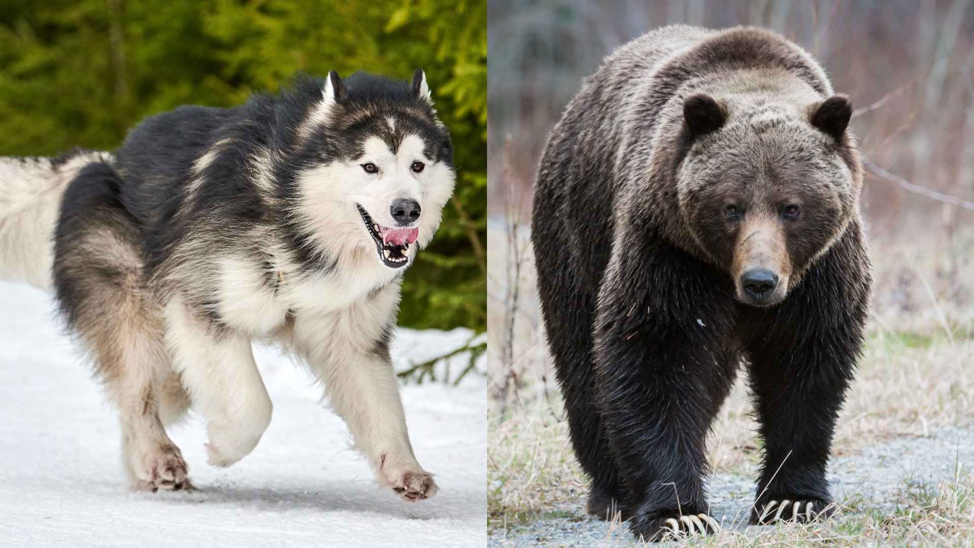 7 Toughest Dog Breeds Capable Of Hunting Bears