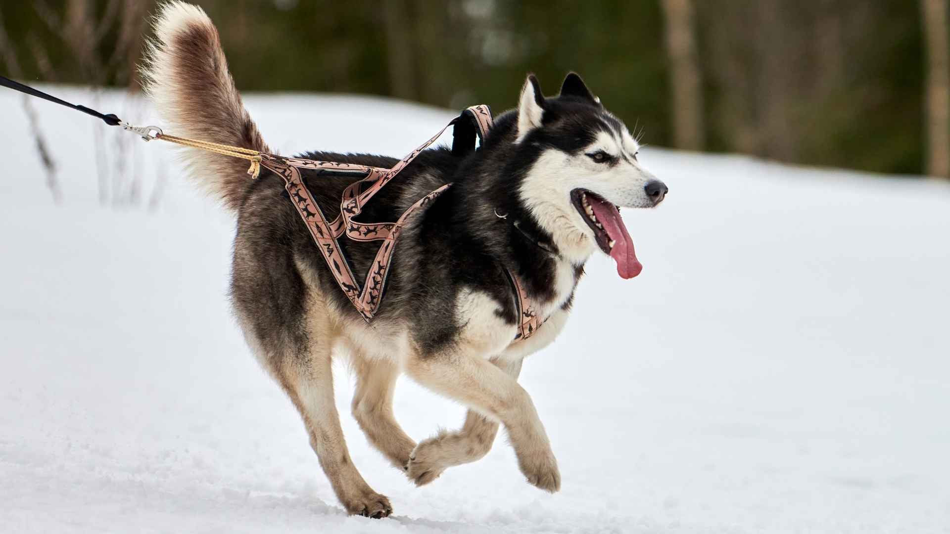 7 Toughest Dog Breeds Suited For Extreme Conditions