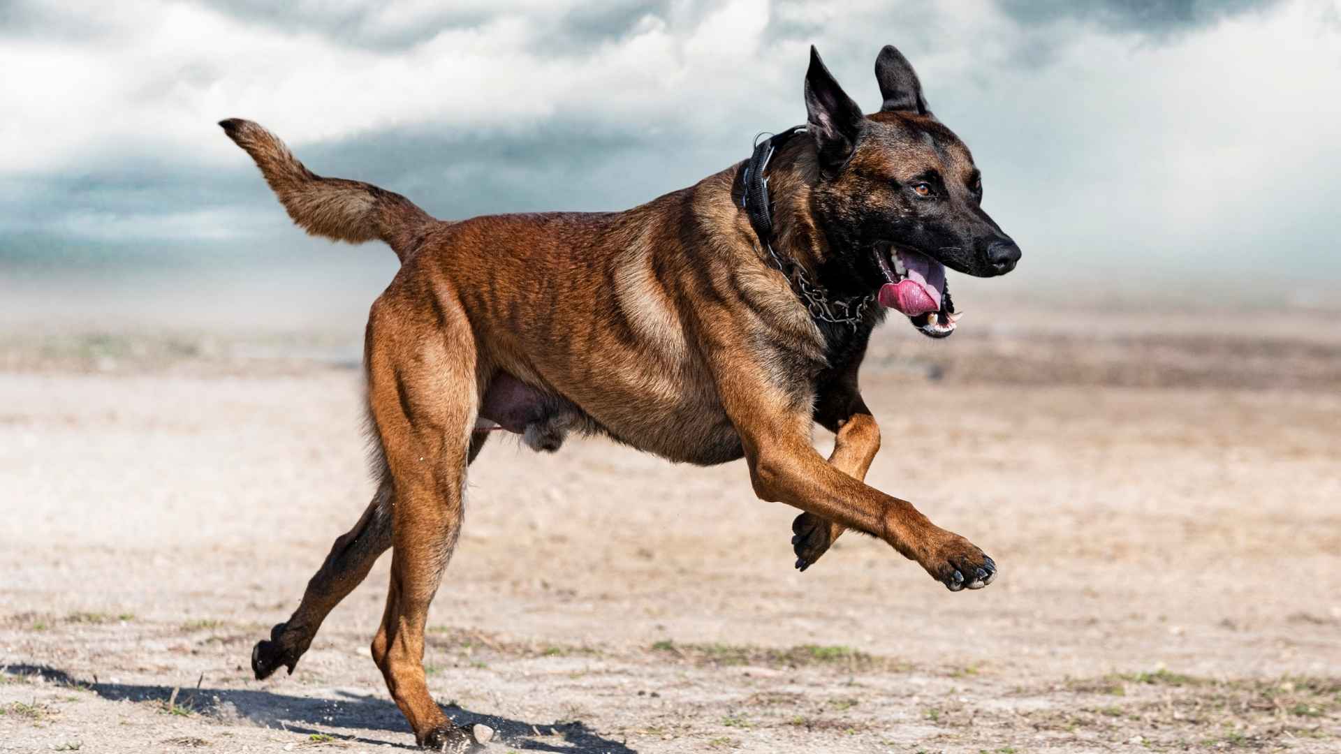 7 Toughest Dog Breeds That Can Take Any Challenge