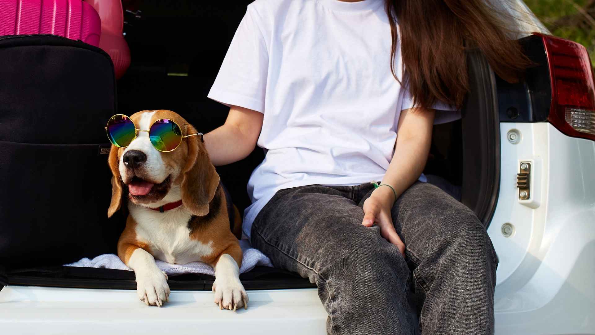 7 Ultimate Dog Breeds For Travelers