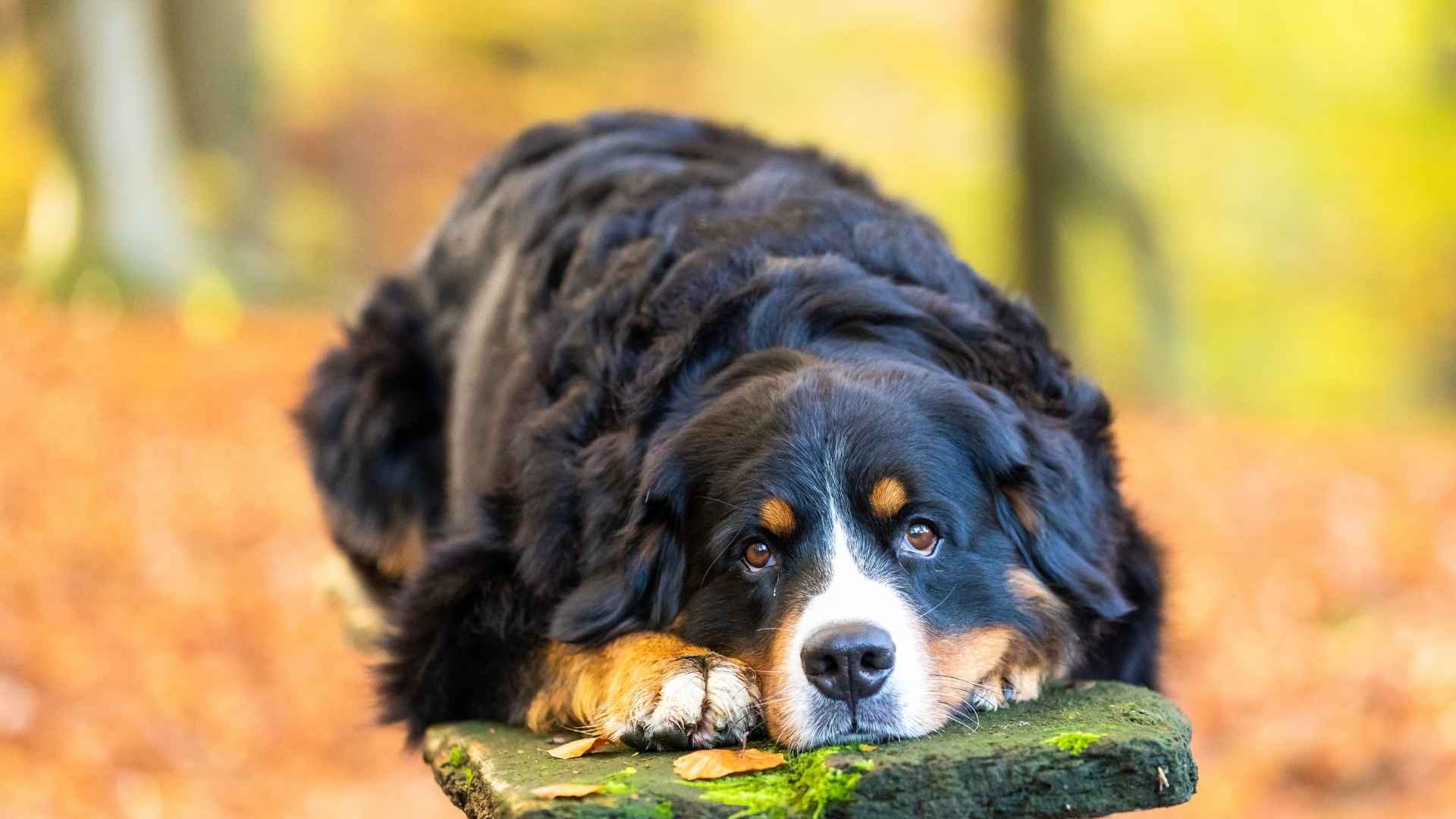 7 Unhealthy Dog Breeds Making Headlines