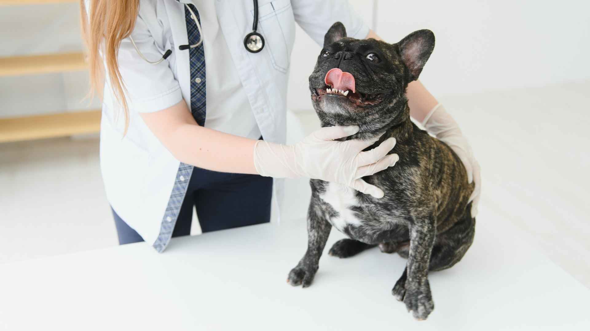7 Unhealthy Dog Breeds You Should Pay More Attention To