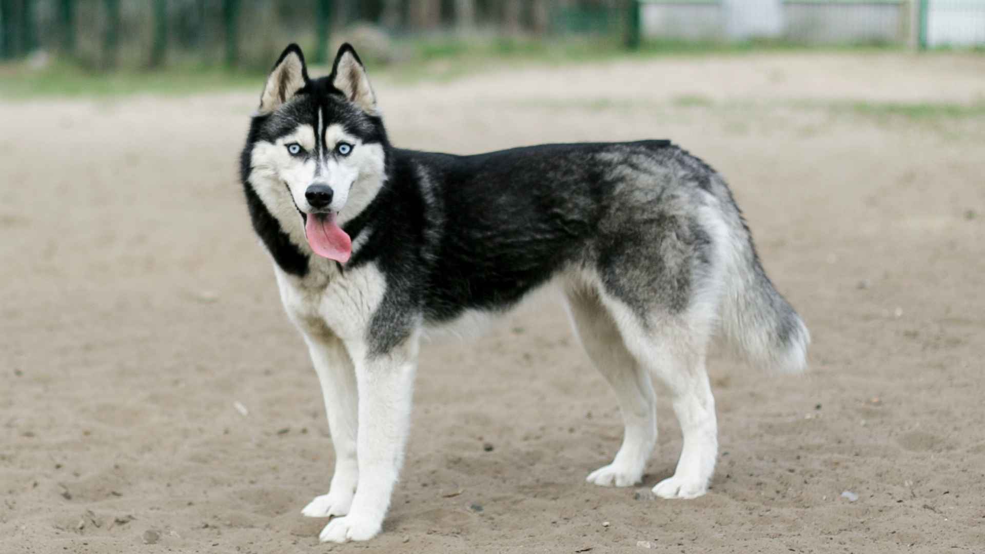 7 Well-Known Dog Breeds To Avoid For Seniors